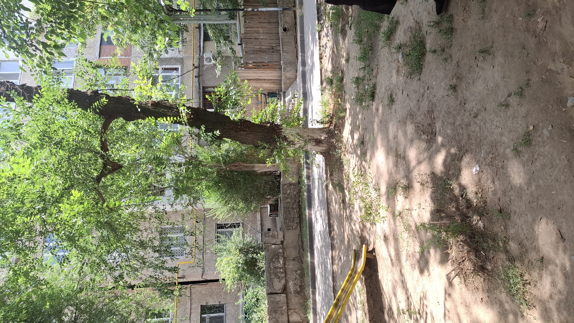 The image depicts a residential courtyard in the city of Shymkent, Kazakhstan. A mature tree with a thick trunk, partially painted white, stands prominently in the foreground, casting shadows on the sandy ground below. To the left, a yellow playground slide is visible, partially obscured by the tree. In the background, a multi-story apartment building with several windows and balconies is seen, along with a low concrete wall and a wooden fence. Some sparse vegetation and debris are scattered across the ground. The scene suggests a typical urban residential environment on a sunny day.