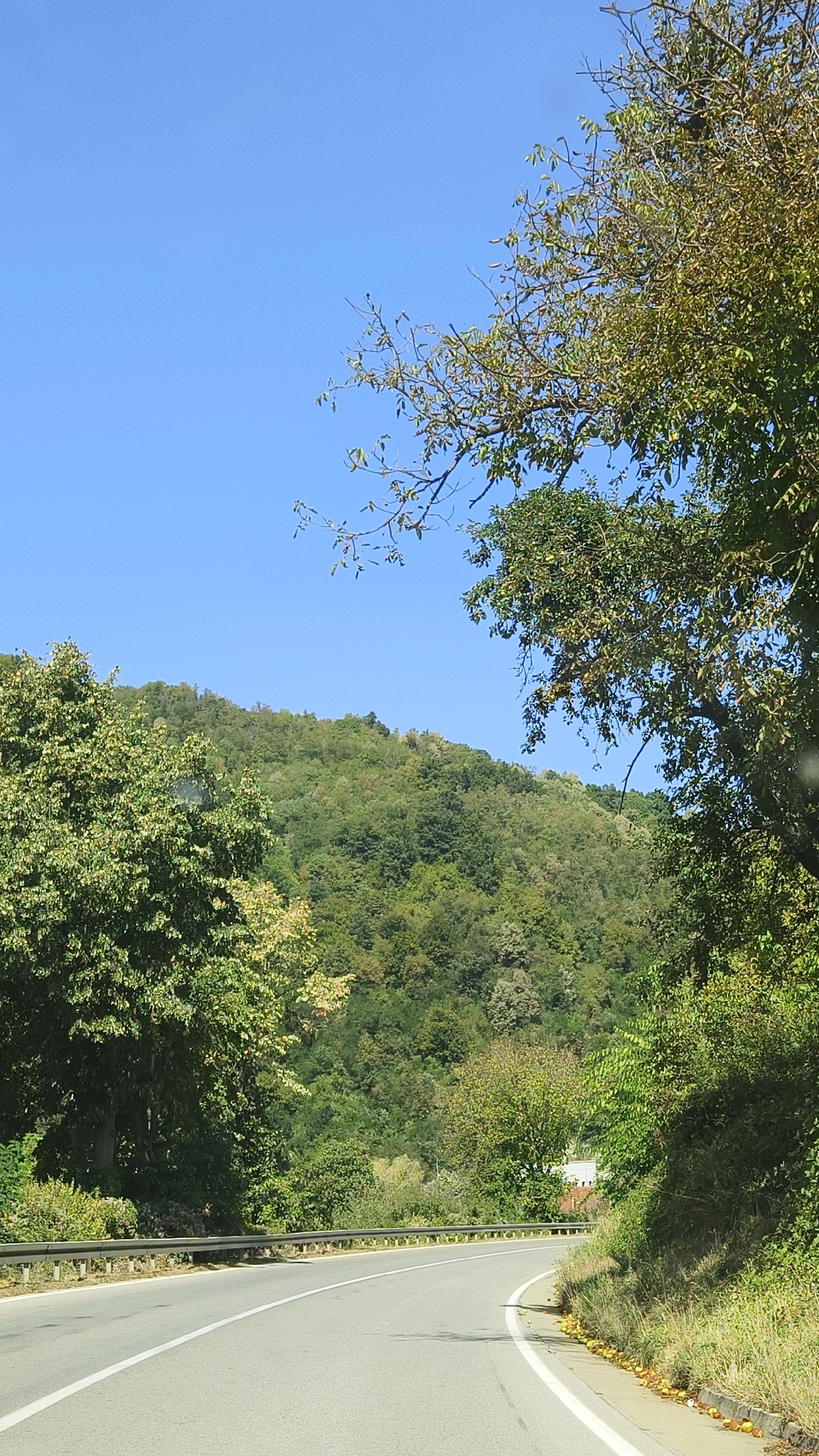 The image captures a road winding through a lush, green landscape under a clear blue sky. The road, paved with asphalt and marked with white lines, curves to the right in the foreground. On the left side of the road, a metal guardrail separates it from a hillside covered in dense trees. On the right, the roadside slopes upwards, covered in grass and scattered fallen apples, with more trees and vegetation further up. In the distance, a verdant, tree-covered hill rises, its slopes dotted with varying shades of green foliage. The scene appears to be a scenic view of a rural area, possibly on the outskirts of Предејане (варош), Serbia, given the natural setting and the type of road. There are no people or animals visible in the frame, and the overall impression is one of a tranquil, natural environment.