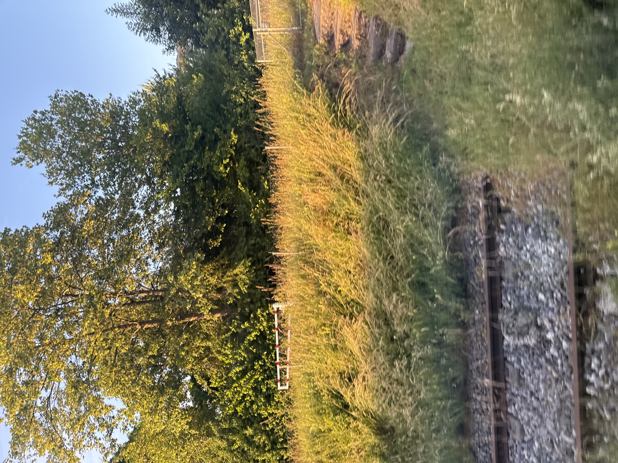 The image captures a serene landscape featuring a railway track bordered by lush vegetation, bathed in the warm light of late afternoon or early evening. The scene is presented from a slightly elevated perspective, looking along the length of the track.
In the foreground, a single railway track is visible on the right, comprising dark metal rails resting on wooden sleepers set into grey ballast. The track is flanked by a dense growth of tall grass, which dominates the midground. This grass displays a rich variety of green and golden hues, with the sunlight catching its individual blades and creating a textured, almost painterly effect.
To the left of the grassy expanse, a line of mature trees forms a verdant backdrop, their leaves vibrantly green and partially illuminated by the golden sunlight filtering through the canopy. Among these trees, a distinct white barrier marked with red stripes stands upright, appearing as a marker or a small fence section adjacent to the tracks.
Above the tree line on the left, a clear, bright blue sky is visible, indicating fair weather. In the far background on the right, beyond the primary grassy area, there are hints of further vegetation, possibly some distant trees or bushes, and slightly elevated ground.
No people or animals are visible in the scene, and there is no explicit activity taking place, lending a peaceful and static quality to the image. The only patterned detail resembling signage is the white and red striped barrier; no textual information is discernible. The overall atmosphere evokes a sense of calm and natural beauty, highlighting the contrast between the man-made railway infrastructure and the surrounding untamed greenery.