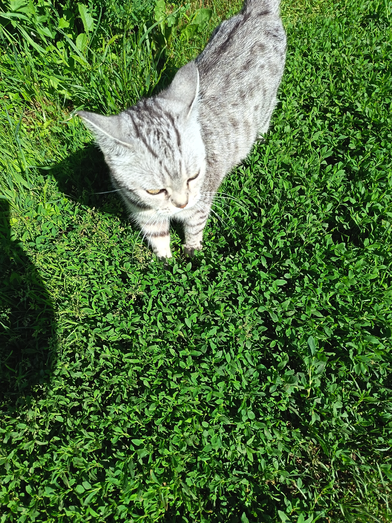 A grey tabby cat stands in a patch of green grass under bright sunlight. The cat is facing downwards, looking slightly to its left. Its fur has distinct dark grey stripes. The grass is short and dense, with some taller blades of grass visible in the upper left portion of the image. A shadow is cast on the grass to the left of the cat.
