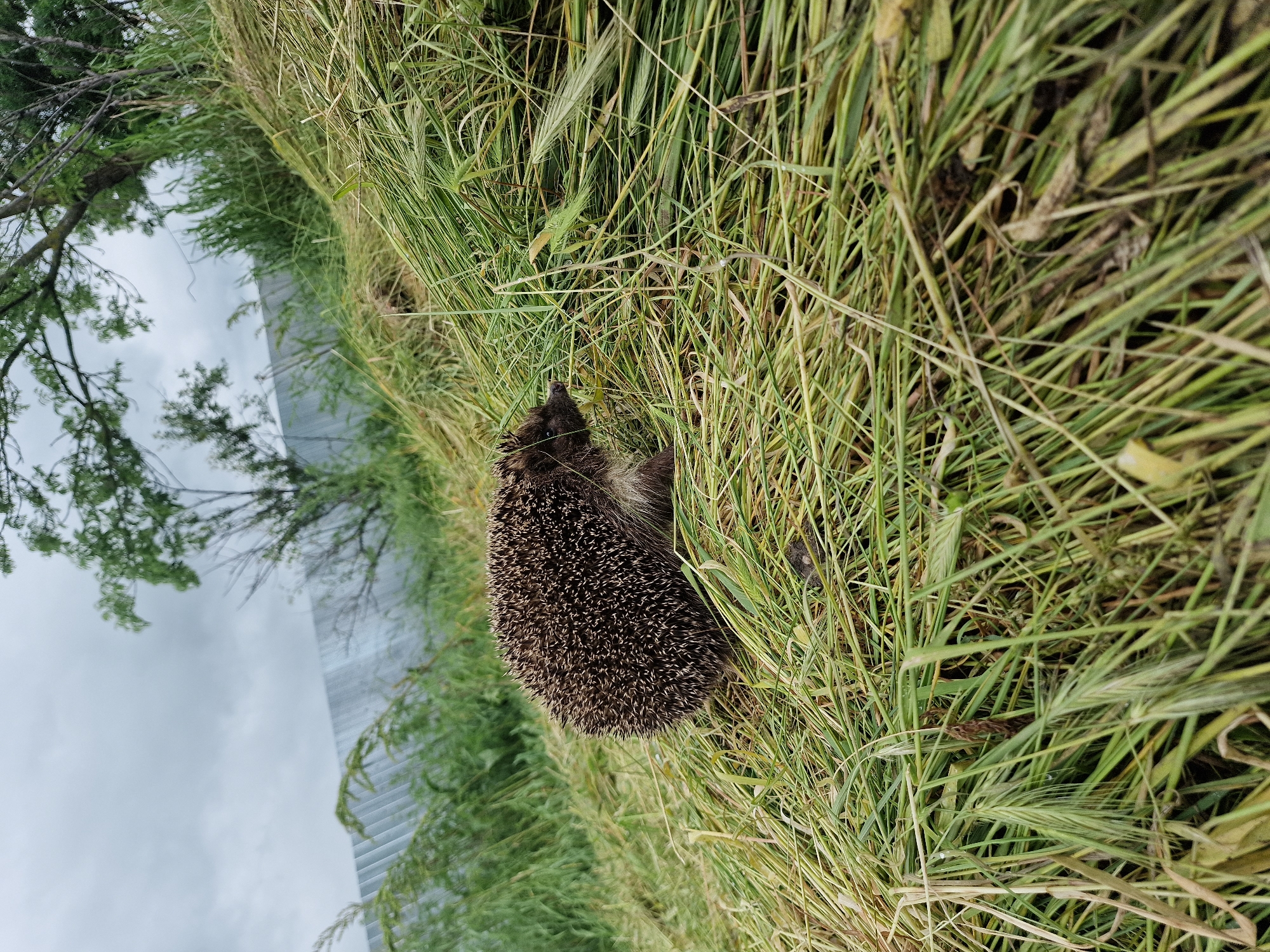 A hedgehog is nestled within tall, wild grasses. The background reveals a tree and a structure that resembles a fence or building. The sky is overcast. This scene is potentially located in a natural area within or near Kursavka, Russia, based on the user's provided context.