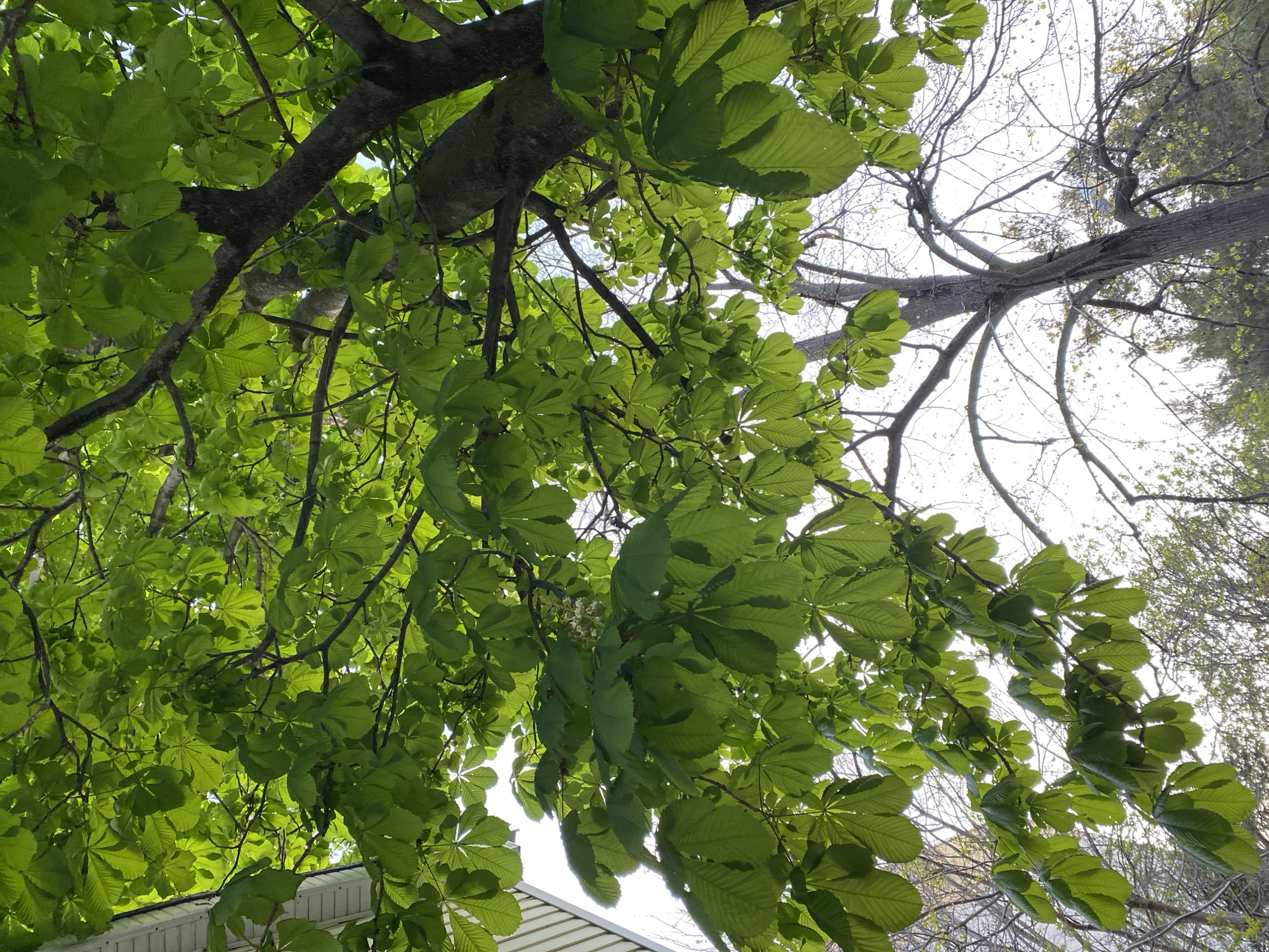 The media file presents an upward-angled view into the vibrant green canopy of a tree, set in Gelendzhik, Russia. Dominating the foreground and midground are numerous lush, palmate leaves, likely from a horse chestnut tree, through which bright, diffused sunlight filters. Thick, dark tree branches are visible weaving through the dense foliage.
In the upper and right portions of the background, an expanse of bare tree branches is silhouetted against a bright, clear sky, indicating either another tree or sections of the canopy where leaves have not yet fully developed. A small cluster of white flowers can be seen subtly blooming amidst the green leaves towards the lower-center of the image.
At the bottom-left edge, a small portion of a building's white siding or roofline is visible beneath the overhanging leaves. The scene suggests a clear daytime with ample natural light, capturing a moment of nature's vitality. There are no people or discernible text in the image.