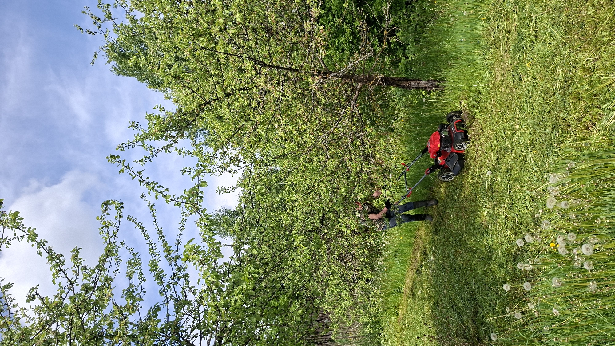 A person is mowing grass in Сваткаўскі сельскі Савет, Belarus. The scene features a red lawnmower and overgrown grass with dandelions, as well as trees with green foliage. The sky is partially visible with a mix of blue and white clouds.