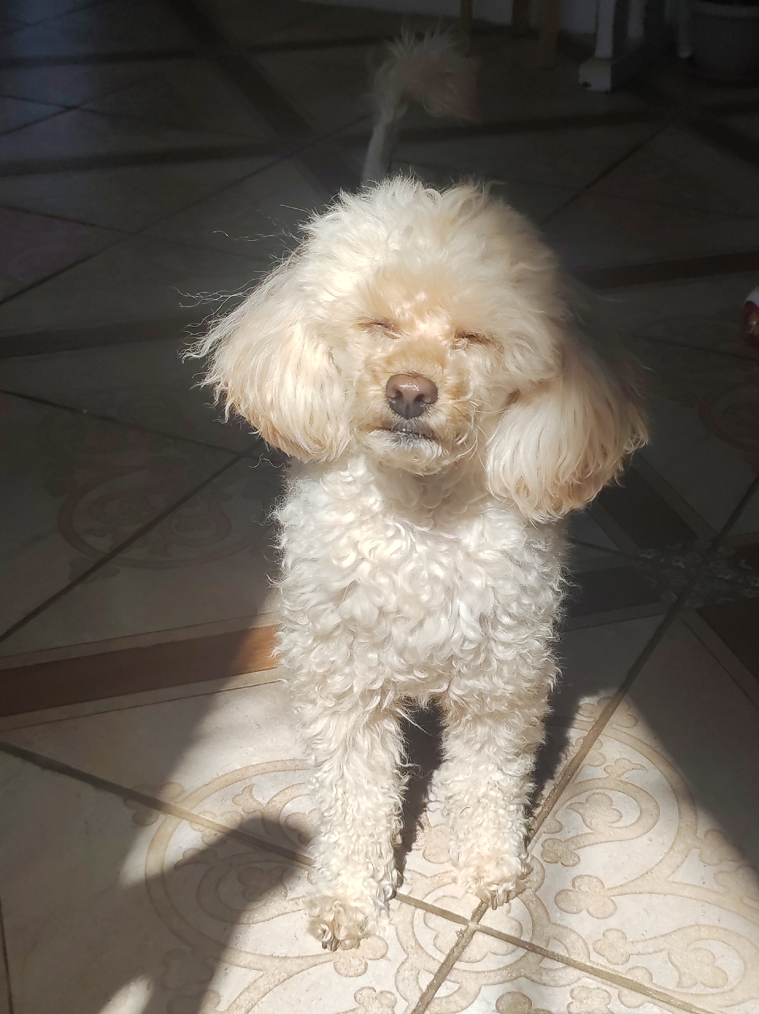 A cream-colored poodle stands on a light-colored tiled floor with a floral pattern. The dog's eyes are closed, and it appears to be squinting. The scene is brightly lit, with strong shadows cast on the floor. The location is not apparent from the image, and it is not possible to verify that it is located in Фоки, Russia. There are no other subjects visible in the image.