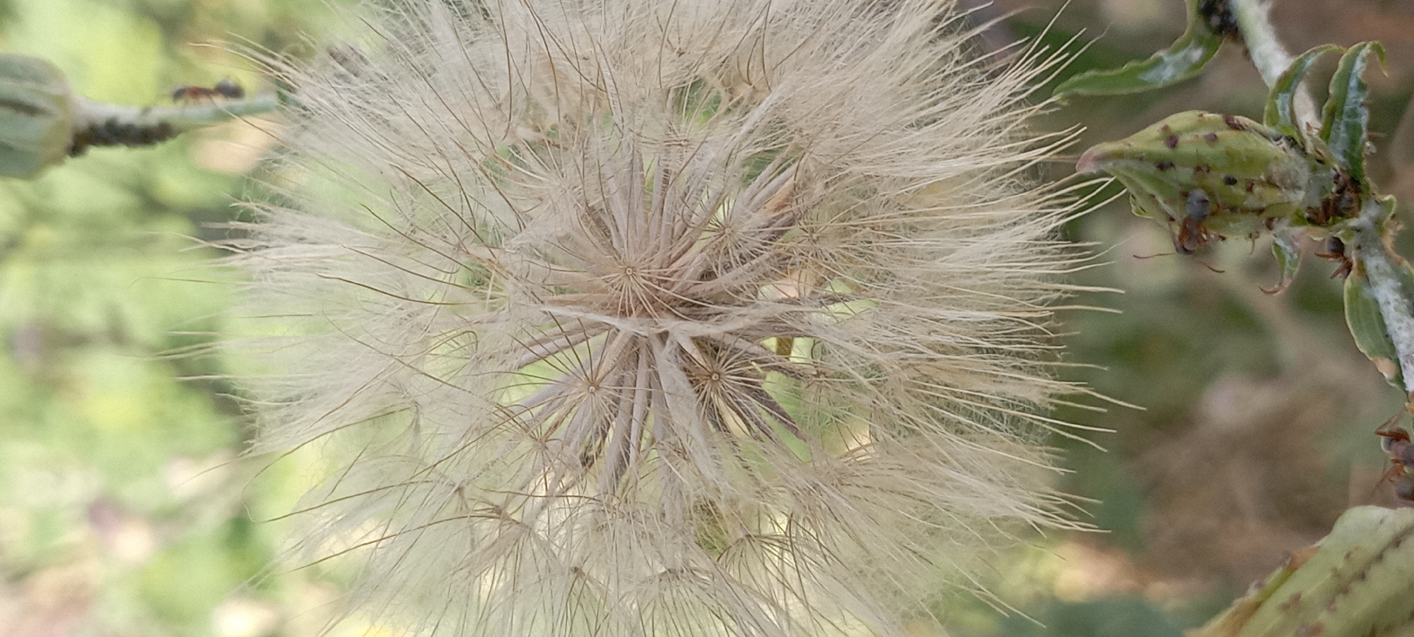 In Radisne, Ukraine, a close-up shot captures a dandelion seed head, its white filaments radiating outwards. In the background, out-of-focus green foliage suggests a natural outdoor setting. Several ants are visible: one on a green bud in the lower right quadrant of the image, another on the stem of the bud, and a few more on the bud itself. Another ant is perched on a stalk to the right of the seed head.