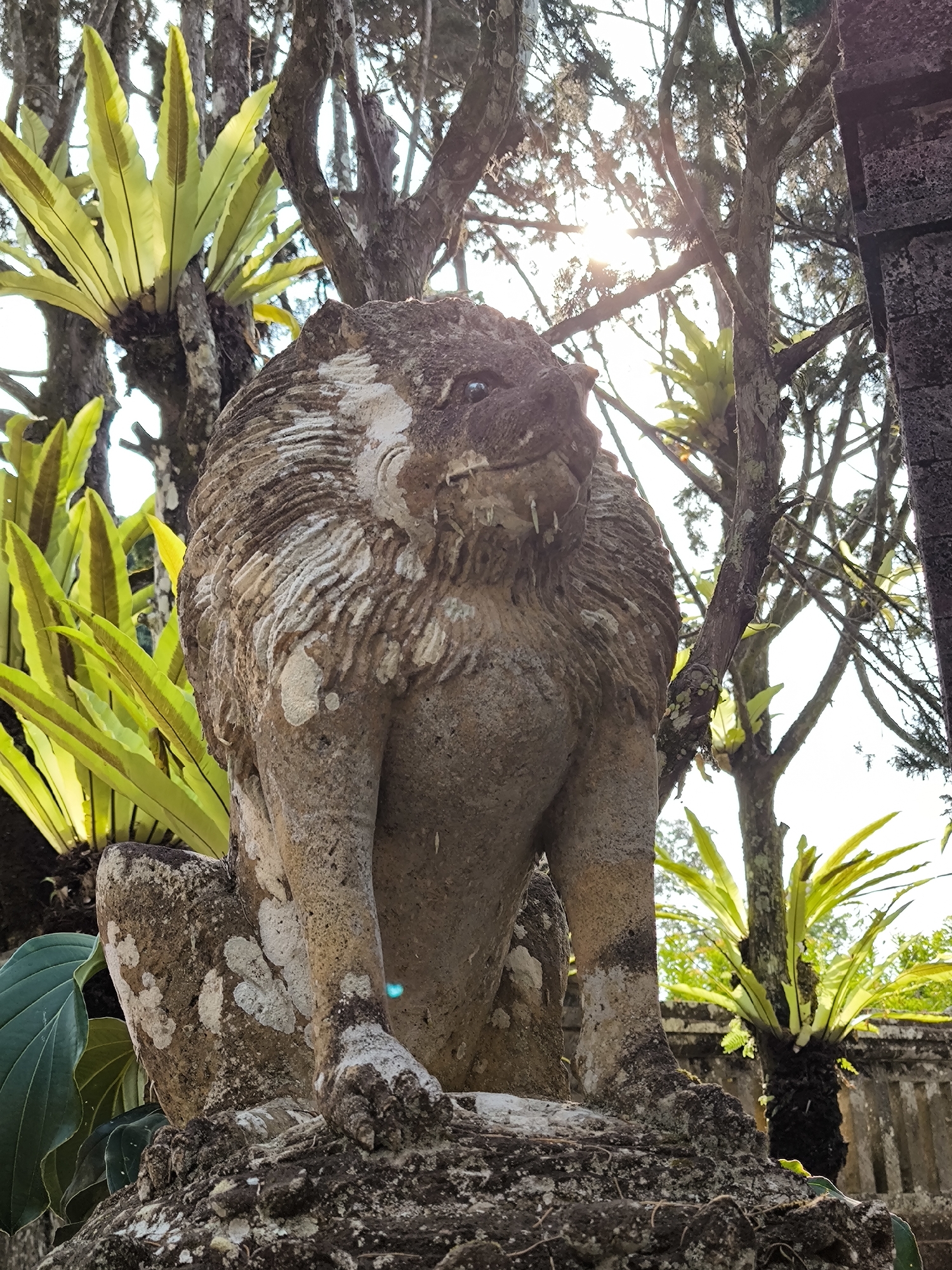 A stone statue of a lion, weathered and covered in lichen, sits amidst lush vegetation in a temple complex in Pupuan, Indonesia. The lion statue, in a seated position, has a mane carved in concentric circles. Sunlight filters through the trees, casting dappled light on the scene. In the background, more trees, some with epiphytic plants growing on them, and a stone wall are visible. The overall impression is one of ancient artistry and natural growth intertwining.