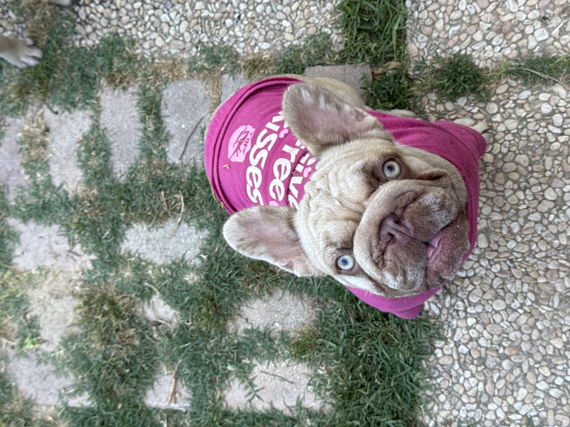 A French bulldog, wearing a bright pink shirt with "FREE KISSES" printed on it, is looking up from a paved area with grass patches. The dog has a fawn-colored coat and striking blue eyes. In the upper right corner of the image, the paws of another dog are visible. The background consists of a mix of cobblestone and square concrete pavers interspersed with green grass. The setting appears to be an outdoor area, possibly a garden or courtyard, within the city of San Benedetto del Tronto, Italy.