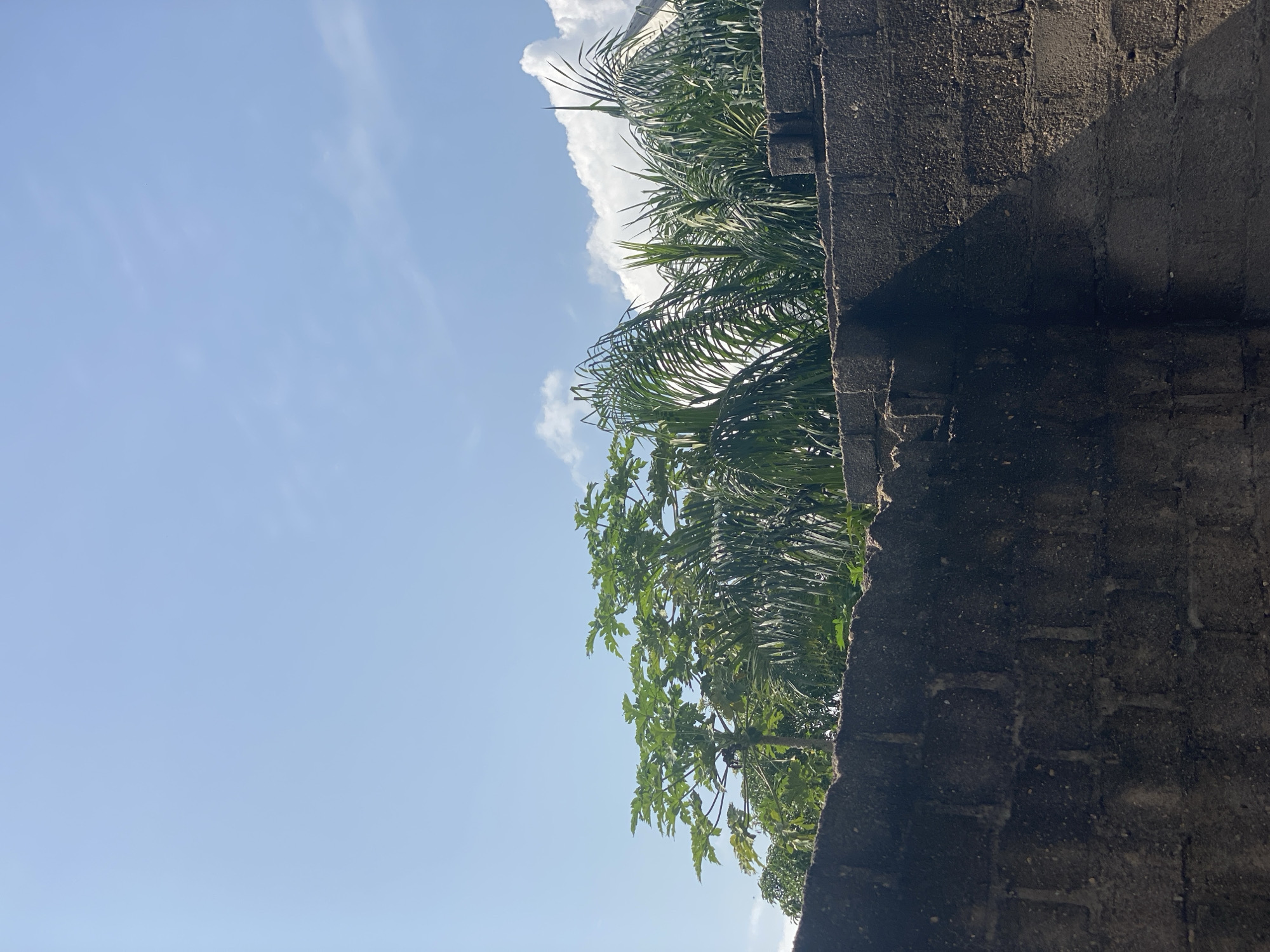 A low-angle, outdoor, vertical shot captures a rough, dark gray cinder block wall filling the bottom half of the frame. The wall exhibits rough texture and is built from irregularly stacked blocks. Above the wall, the top half of the image shows lush green foliage of various trees, including a papaya tree in the center, with its distinctive palmate leaves. Palm fronds are visible to the right, and other dense green vegetation fills the background. The sky above is a clear, bright blue with a few wispy white clouds scattered across it, particularly on the right side. A sharp, dark shadow, cast by an unseen object, cuts diagonally across the right side of the wall from the top edge downwards. The scene suggests a warm, sunny day in a tropical or subtropical environment, potentially a residential area in Bali, Nigeria, given the types of vegetation and construction.