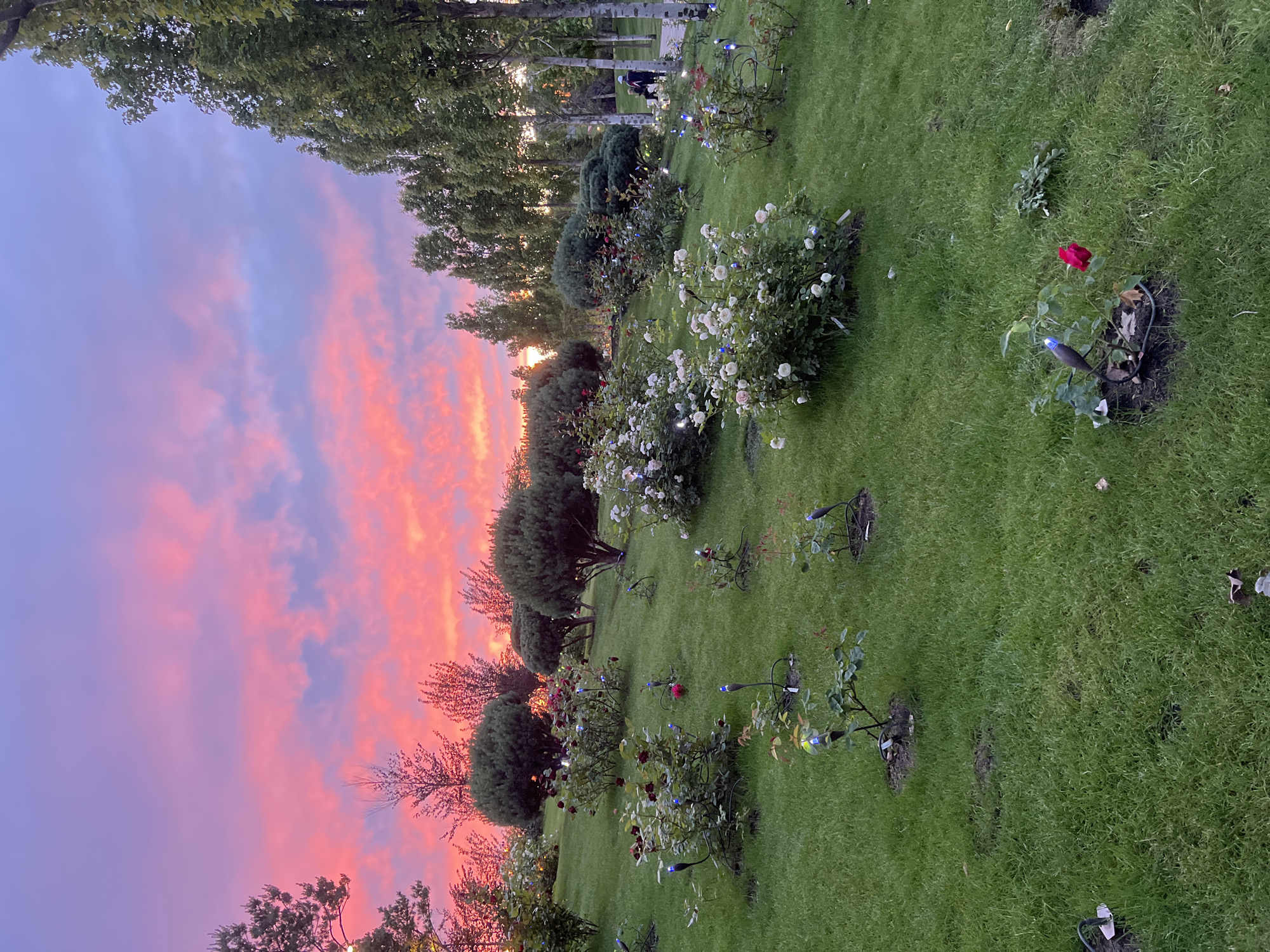 This media file captures a vibrant garden scene at either sunrise or sunset, characterized by a striking, colorful sky. The primary setting is a meticulously maintained park or garden, identified as being in Krasnodar, Russia.
The image prominently features a sprawling green lawn interspersed with numerous rose bushes. Some bushes bear clusters of white or light-colored roses, while others display rich red blossoms. Small, blue stake lights are strategically placed around many of the rose plants, suggesting twilight conditions or adding a decorative element. Tall trees, including some with light-colored trunks that might be birch, line the background, with dense evergreen bushes providing additional foliage throughout the garden.
The sky is a dominant and captivating element, showcasing a spectacular display of colors ranging from deep purples and blues at the top to fiery oranges and bright pinks closer to the horizon. These hues are concentrated in dramatic cloud formations, indicating either a beautiful sunset or an early morning sunrise. Sunlight, possibly the last rays of the day, is visible peeking through the distant trees.
In the mid-ground, partially obscured by trees and shadows, one or two figures can be faintly seen, suggesting people are present, perhaps enjoying a stroll through the garden during this picturesque time of day. The overall atmosphere is serene and beautiful, with the natural beauty of the garden enhanced by the dramatic sky. No discernible text is visible on any plant markers or objects.