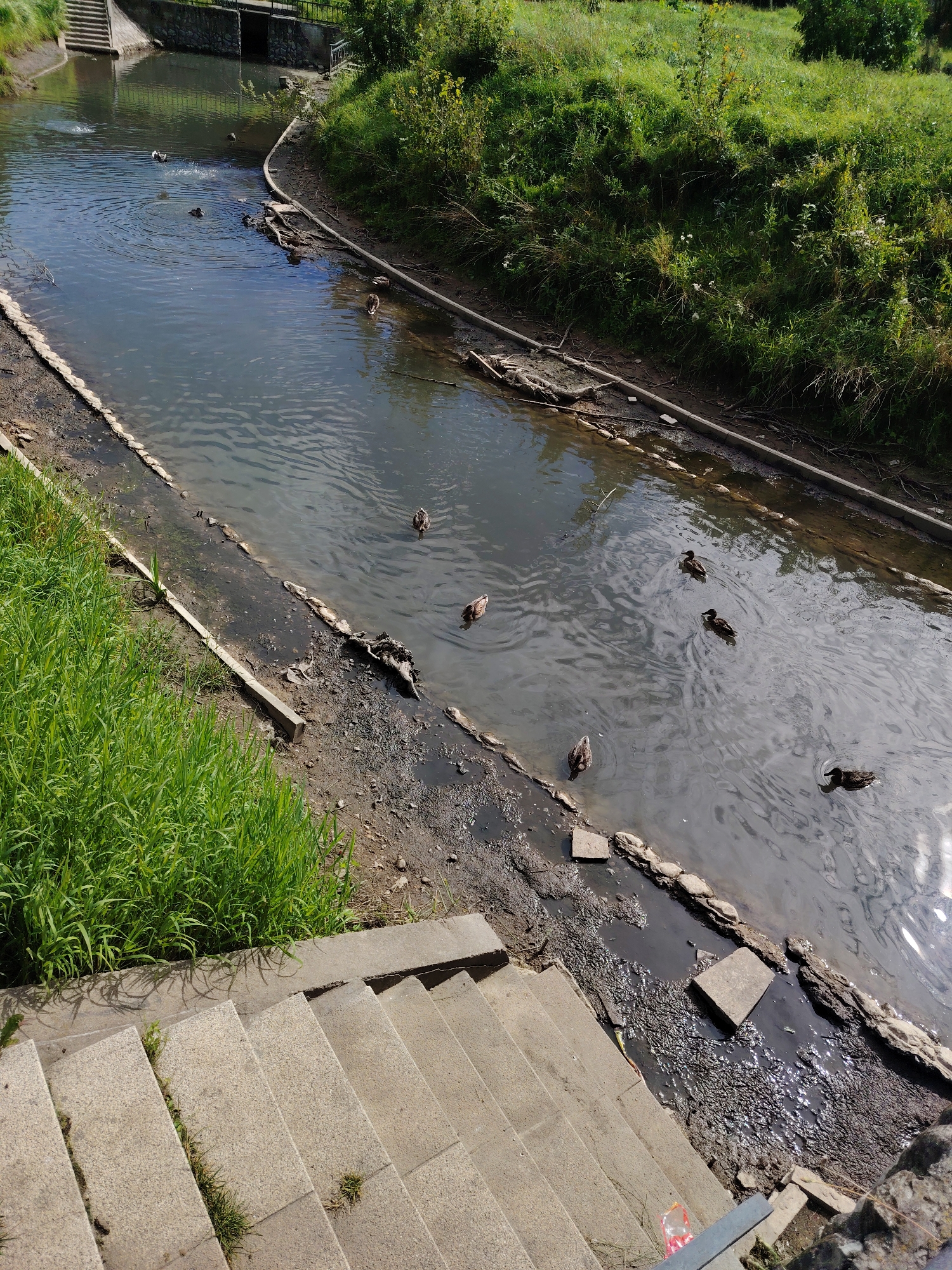 The image shows a small, murky canal in Zelenograd, Russia, lined with concrete steps and grassy banks. Several ducks are swimming in the water. The canal appears to be a drainage channel or a small river within a park or residential area. The water is calm, with ripples indicating the movement of the ducks. The banks of the canal are overgrown with lush green grass and some vegetation. The concrete steps are worn and show signs of age. The overall impression is of a natural setting integrated into an urban environment.