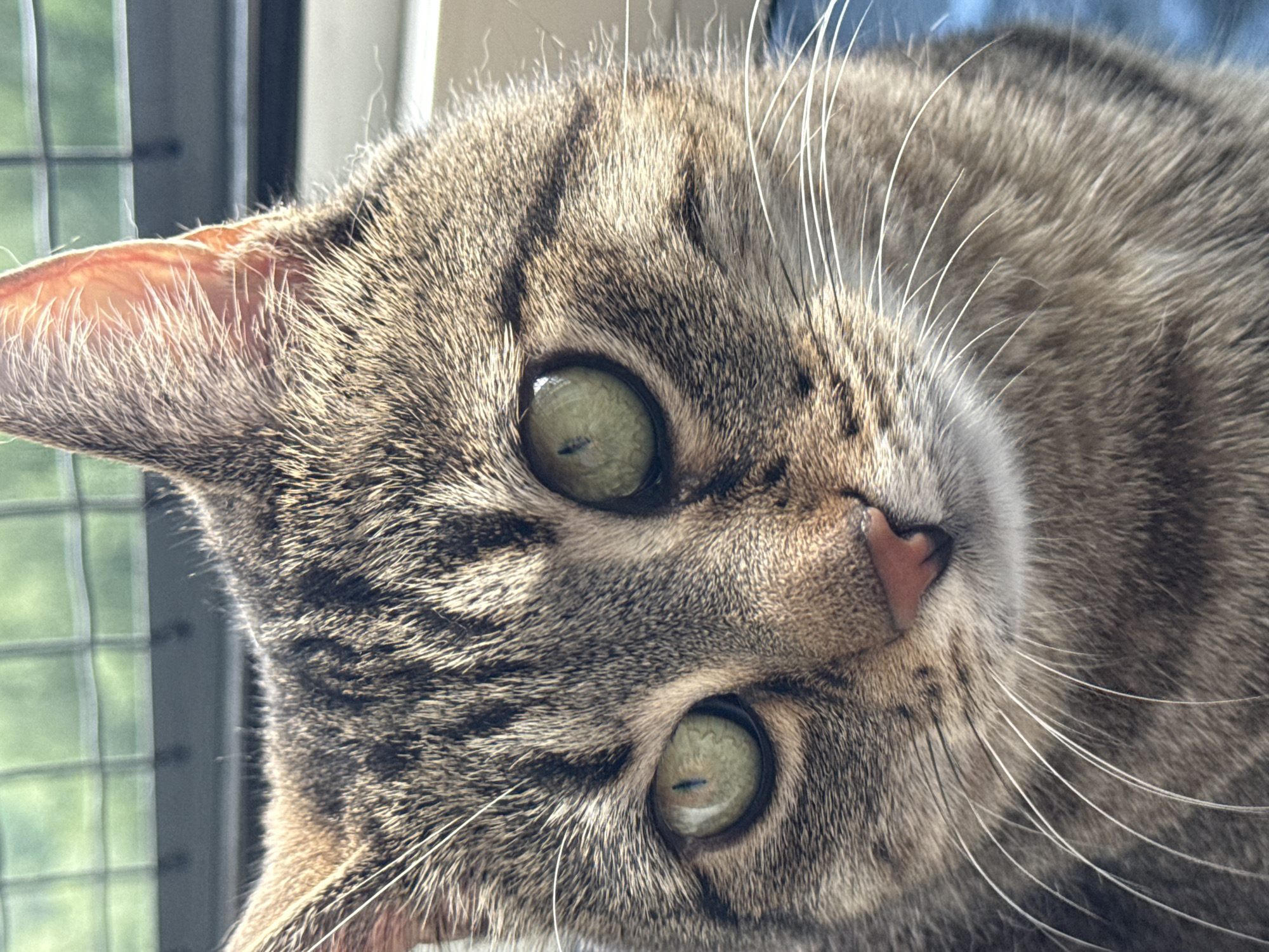The image is a close-up photograph of a tabby cat's face. The cat has green eyes, a pink nose, and prominent white whiskers. Its fur is a mix of brown, black, and gray tabby markings. The background is blurred, showing what appears to be a window with green blinds or bars. There is no visible indication of the city of Saint Petersburg, Russia.