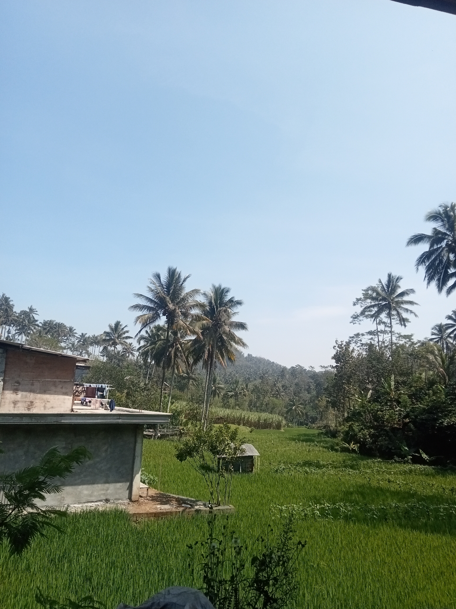 The image depicts a serene rural landscape in Tlogosari, Indonesia, on a clear, bright day. The foreground is dominated by a lush, green rice paddy, stretching out towards the horizon. To the left, a partially constructed building with a concrete base and a brick upper section stands adjacent to the paddy. Clothes are seen hanging out to dry on a line attached to the building. In the middle ground, a small, rustic hut with a corrugated metal roof is nestled amongst the greenery, and several palm trees are scattered throughout the scene. The background features rolling hills covered in dense vegetation and more palm trees, suggesting a tropical environment. The sky is a pale blue with no visible clouds. The overall impression is one of peaceful, rural life in a tropical setting.