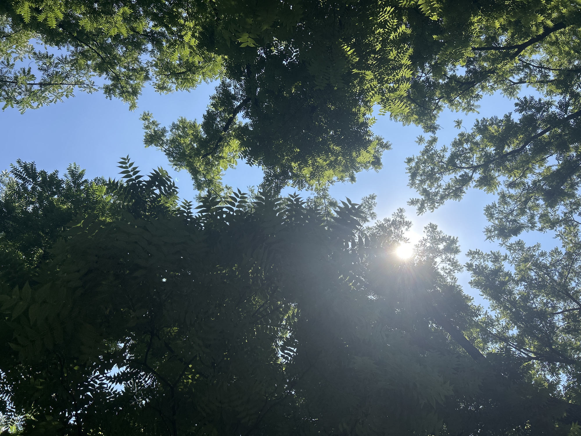 The image is a low-angle shot looking up through the canopy of trees towards a clear blue sky. Sunlight streams through the leaves, creating dappled light and lens flares. The trees are deciduous, with abundant green foliage. There are no people or man-made objects visible in the frame. The scene depicts a natural environment, likely a park or forest, within the city of Krasnodar, Russia.