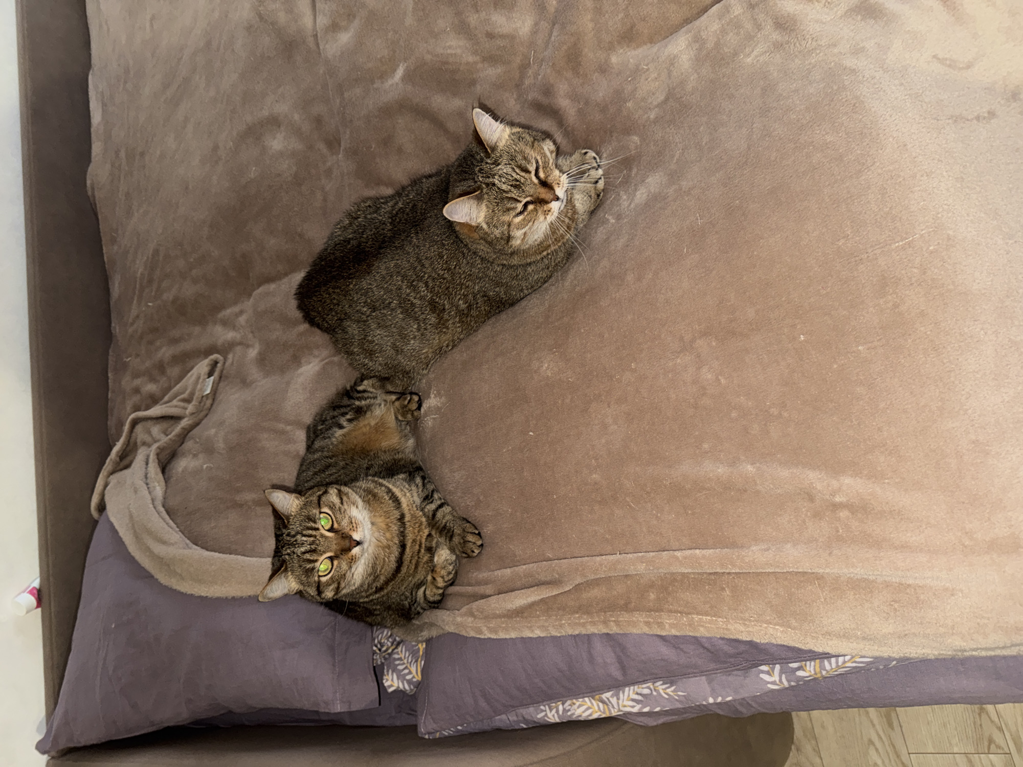 Two tabby cats are resting on a bed. The bed is covered with a brown blanket. One cat is lying on its side with its eyes closed. The other cat is looking at the camera. The location is Chaikovsky, Russia.