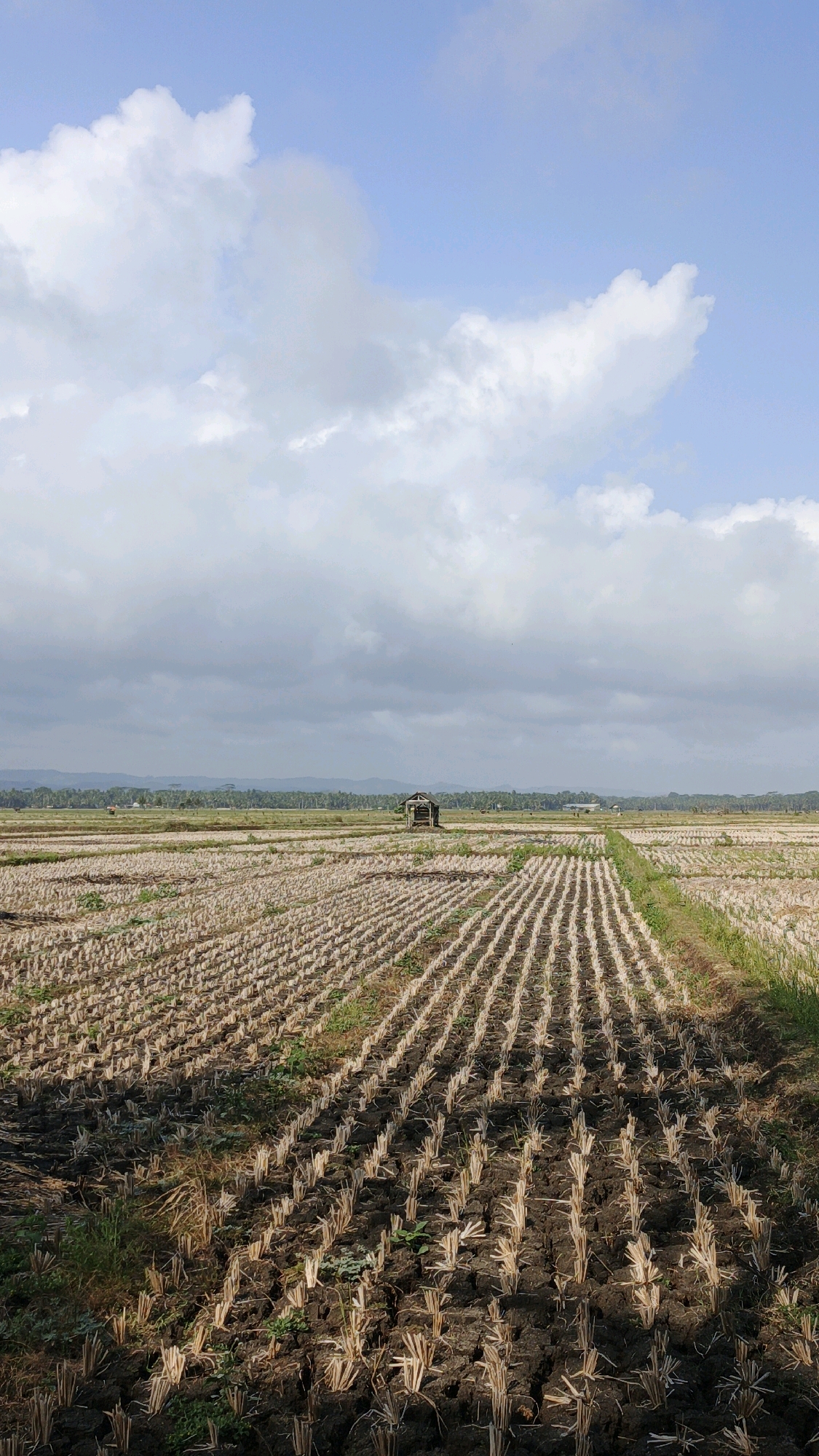 The image shows a harvested rice field in Cintaratu, Indonesia, under a bright blue sky with scattered clouds. The field is divided into rows of stubble, indicating that the rice has been recently harvested. In the distance, a small, weathered hut stands near the treeline. The landscape appears flat with a range of hills in the far distance. The overall impression is one of rural tranquility.