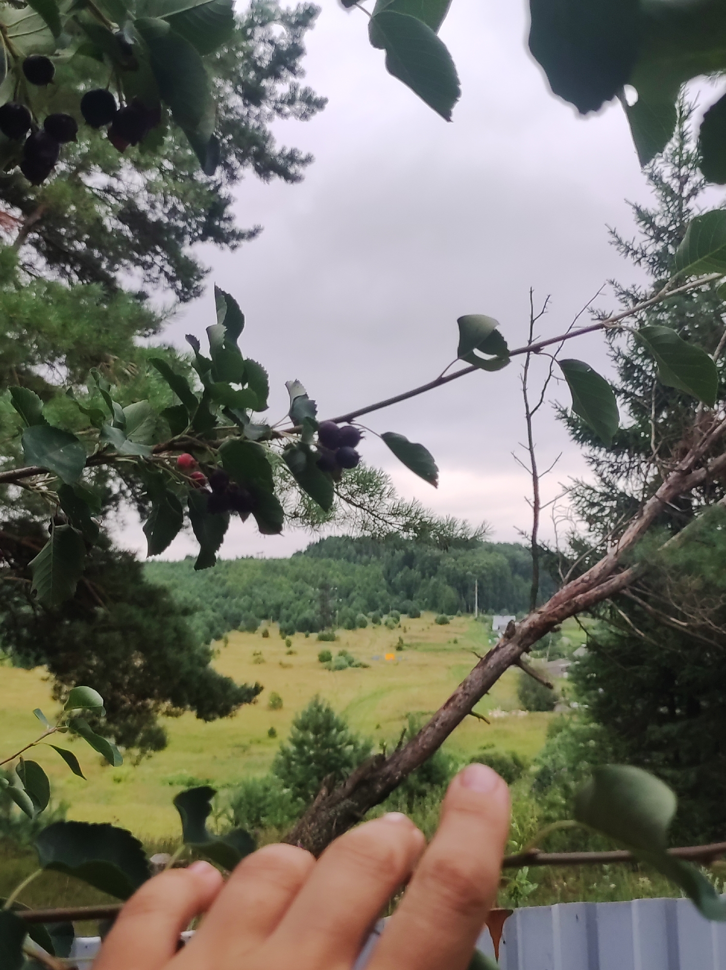 A close-up shot captures dark berries hanging from a branch in the foreground, set against a soft, overcast sky. In the middle ground, a landscape unfolds with rolling hills covered in a mix of trees and open grassy fields, hinting at a rural or semi-rural setting. A dirt path winds through the fields, and a small building can be seen in the distance. The image is framed by branches and leaves, giving a sense of looking out from a wooded area.