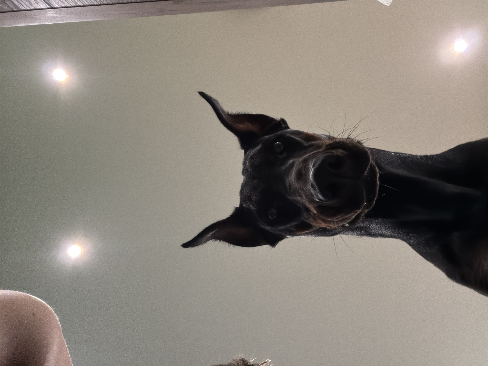The image captures a low-angle view of a Doberman Pinscher dog looking directly downwards. The dog, predominantly black with visible tan markings on its muzzle, occupies the central and lower portions of the frame. Its cropped ears are erect and pointed upwards. Dark eyes are visible, fixed on an unseen point below the camera. Distinct whiskers are present around the muzzle. In the upper left quadrant, a portion of a light-skinned human arm or shoulder is visible, showing fine hair and a small mole. The background is a plain, light-colored ceiling, illuminated by three bright, circular light fixtures. Two lights are positioned in the upper half of the frame (one left, one right), with a third appearing in the lower right, partially obscured by the dog's head. These lights emit a warm glow with discernible lens flares. A vertical, dark-grained wooden structure or panel is visible along the far right edge of the image. The scene takes place in an indoor environment, situated in Sofia, Bulgaria. The dog's posture and direct gaze indicate an interaction with the individual taking the photograph.