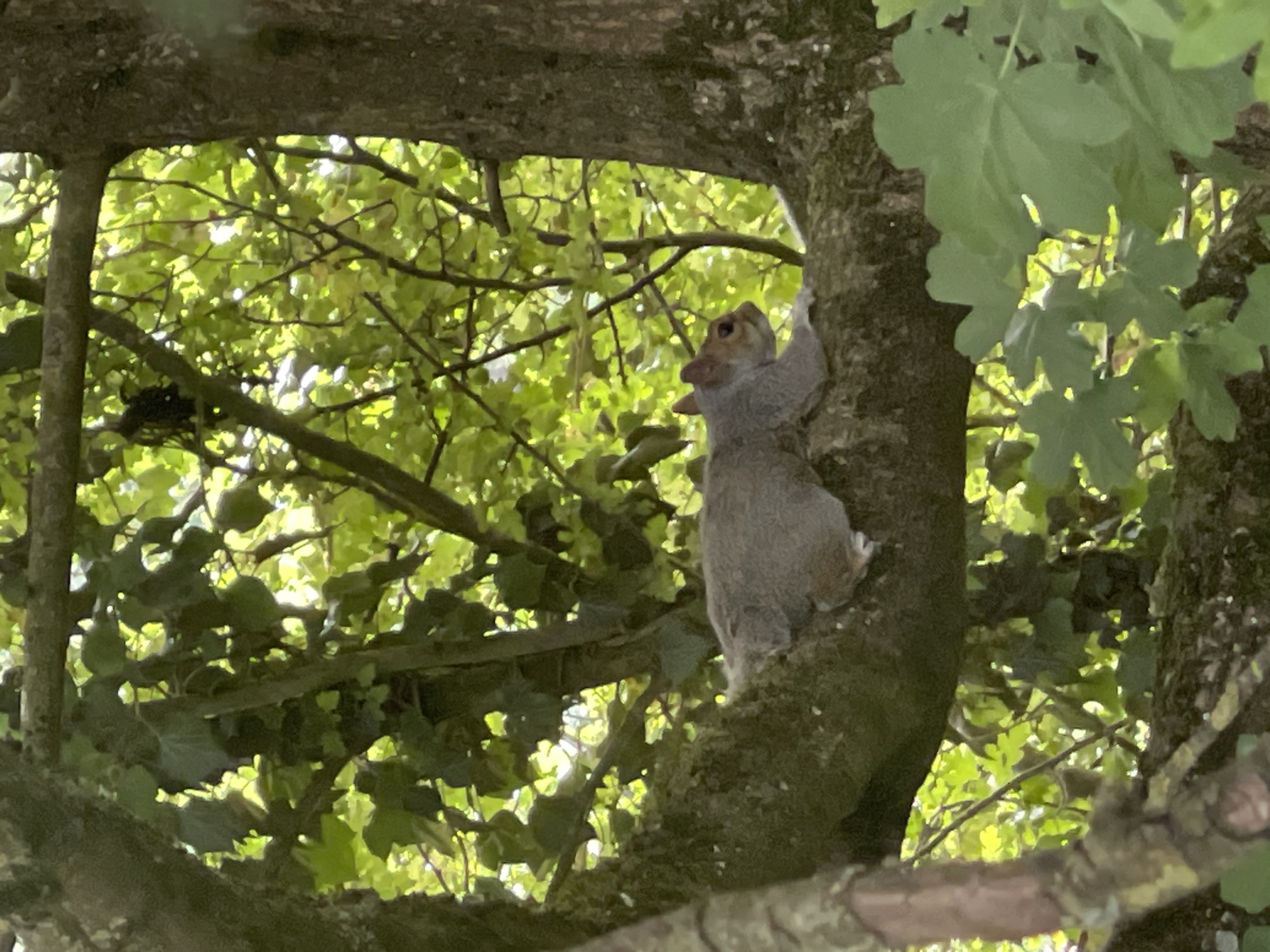 The image shows a gray squirrel clinging to the side of a tree trunk. The tree is located within a wooded area in Maidstone, United Kingdom. The squirrel is facing towards the left, with its front paws gripping the bark. The background consists of green leaves and branches, with sunlight filtering through the foliage.