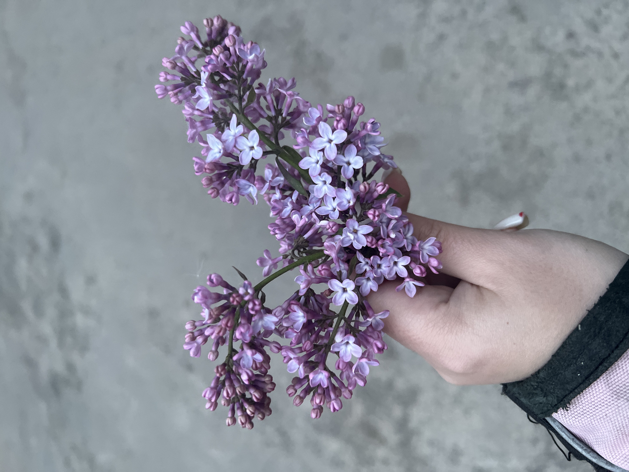 A hand holds a cluster of purple lilacs against a gray, indistinct background. The hand is pale-skinned and part of a sleeve is visible, appearing to be black leather trim on a pink fabric. The flowers are in various stages of bloom, with some still in bud and others fully open, revealing a light purple to white color. The location is presumed to be Cherliany, Ukraine, although this is not apparent from the image itself. No specific actions or interactions are visible beyond the holding of the flowers.