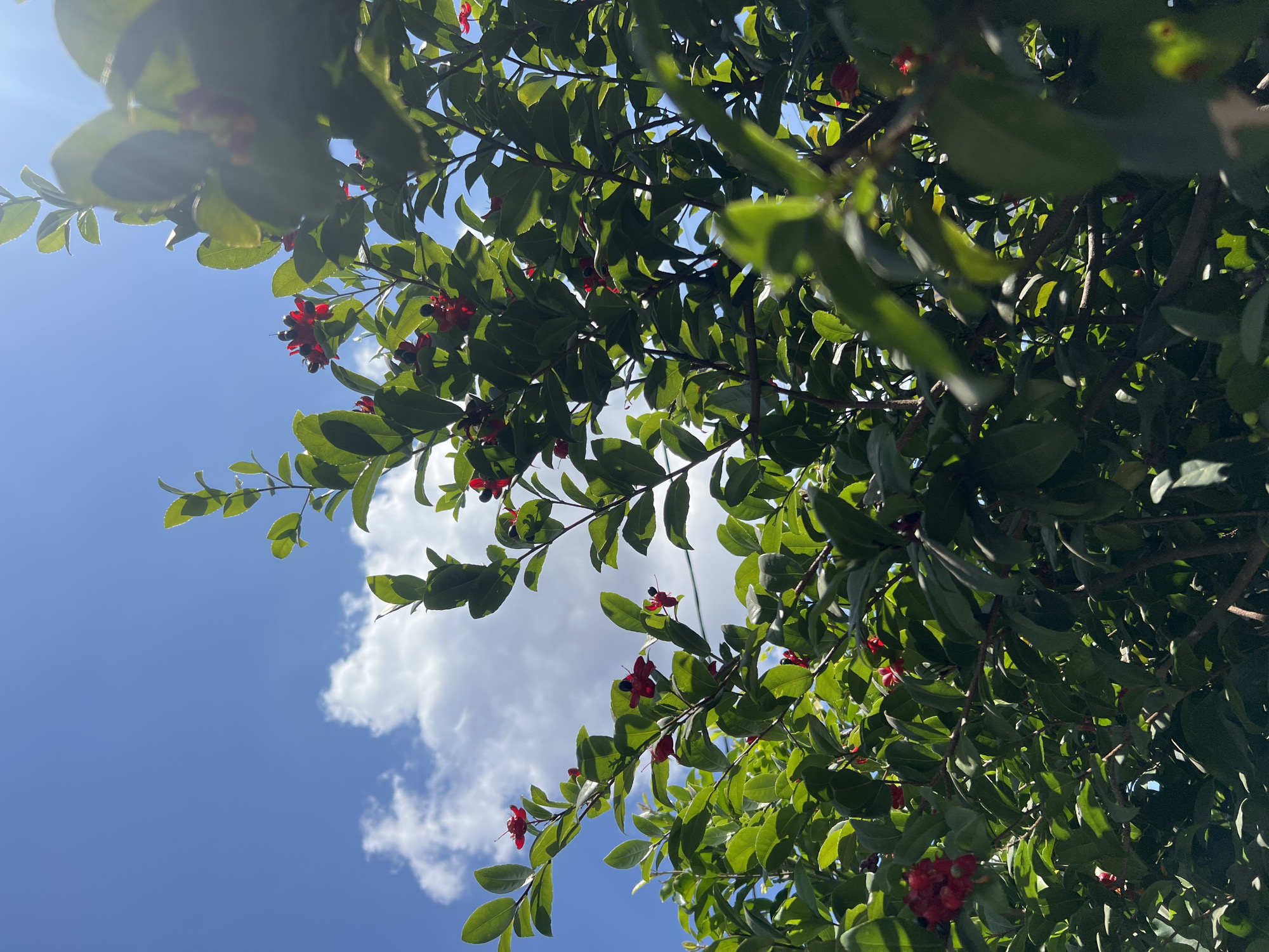 This is a photograph of a plant with green leaves and red flowers set against a bright blue sky with scattered white clouds. The photograph was taken looking upwards, towards the sky, and the sun is visible as a bright light source, creating lens flare in some areas of the image. The plant appears to be outdoors, in what is likely a park or garden, given the vibrant green foliage and the presence of the sky as a backdrop. The image does not contain any people or discernible urban elements to suggest a specific location within Yogyakarta, Indonesia, other than the plant and sky.