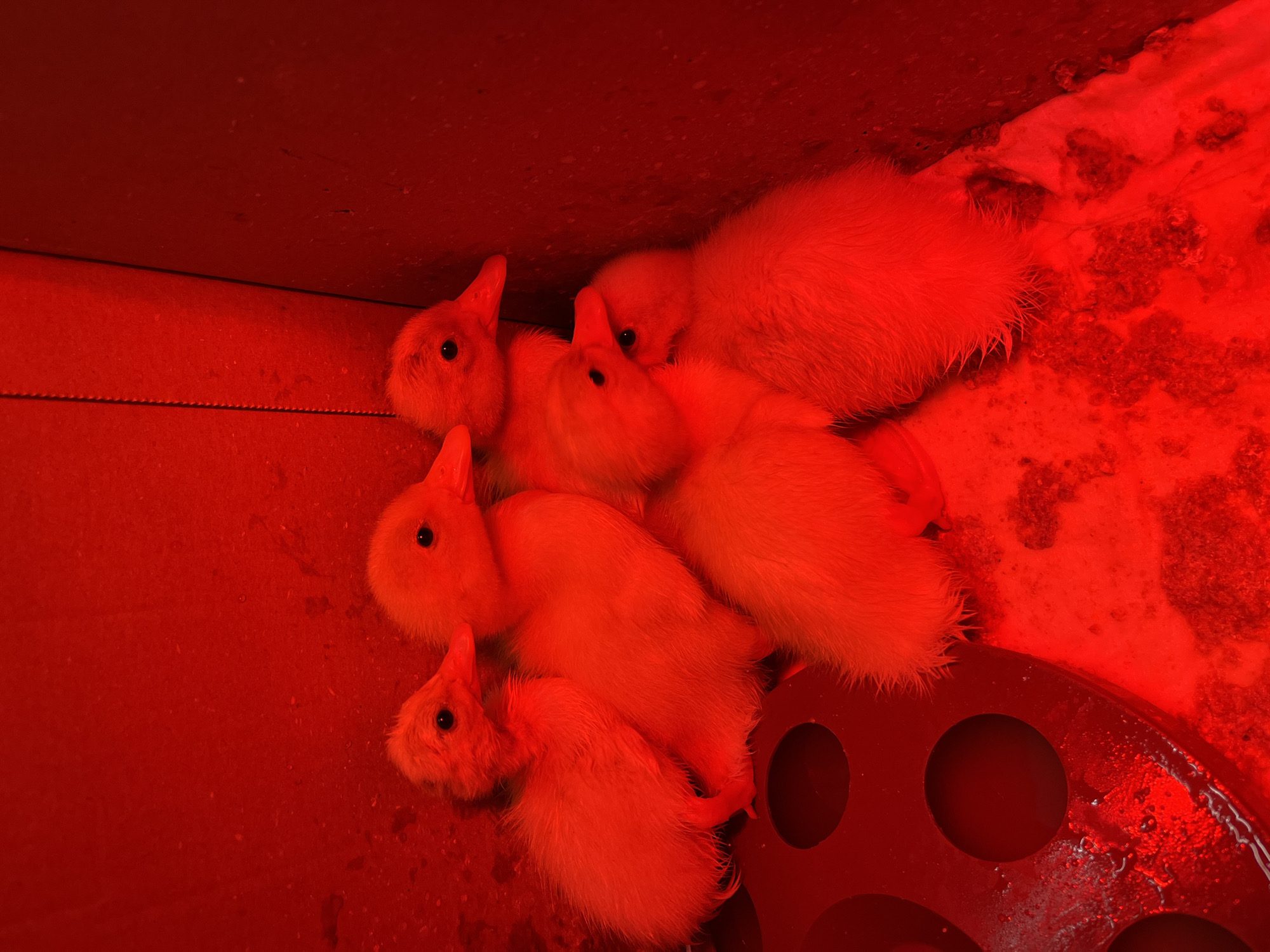 A cluster of seven yellow ducklings are grouped together inside an enclosure. The enclosure has a red interior and appears to be a brooder, or a similar space designed for keeping young birds warm. A round, red object with multiple circular openings is positioned in the lower right corner. This object is likely a waterer or feeder. The red lighting casts a uniform hue across the entire scene, obscuring detailed observations of textures and colors. The location is unspecified but presumed based on available data.