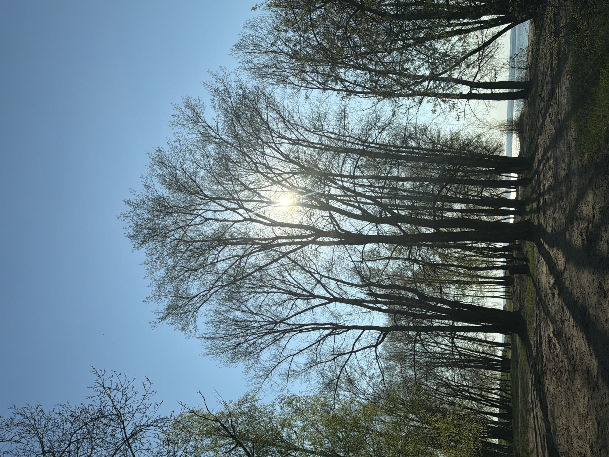 The image shows a row of trees along a path, with the sun shining through the branches. The sky is blue and the trees are mostly bare. The location is Noviy, Russia.