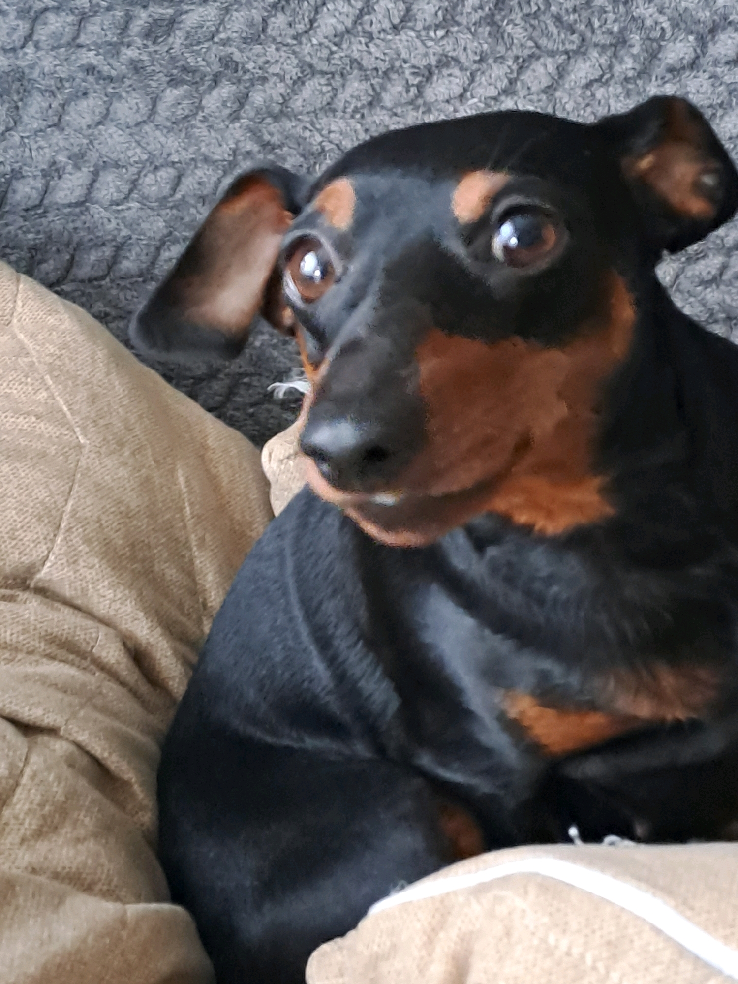 A black and tan dachshund is lying on a textured fabric surface. The dog's head is turned to the left, with its ears flopped to the sides. The background is a gray, knitted blanket, and the dog is resting on a beige, cushioned surface. The image is cropped tightly on the dog, with no visible city or environmental context.