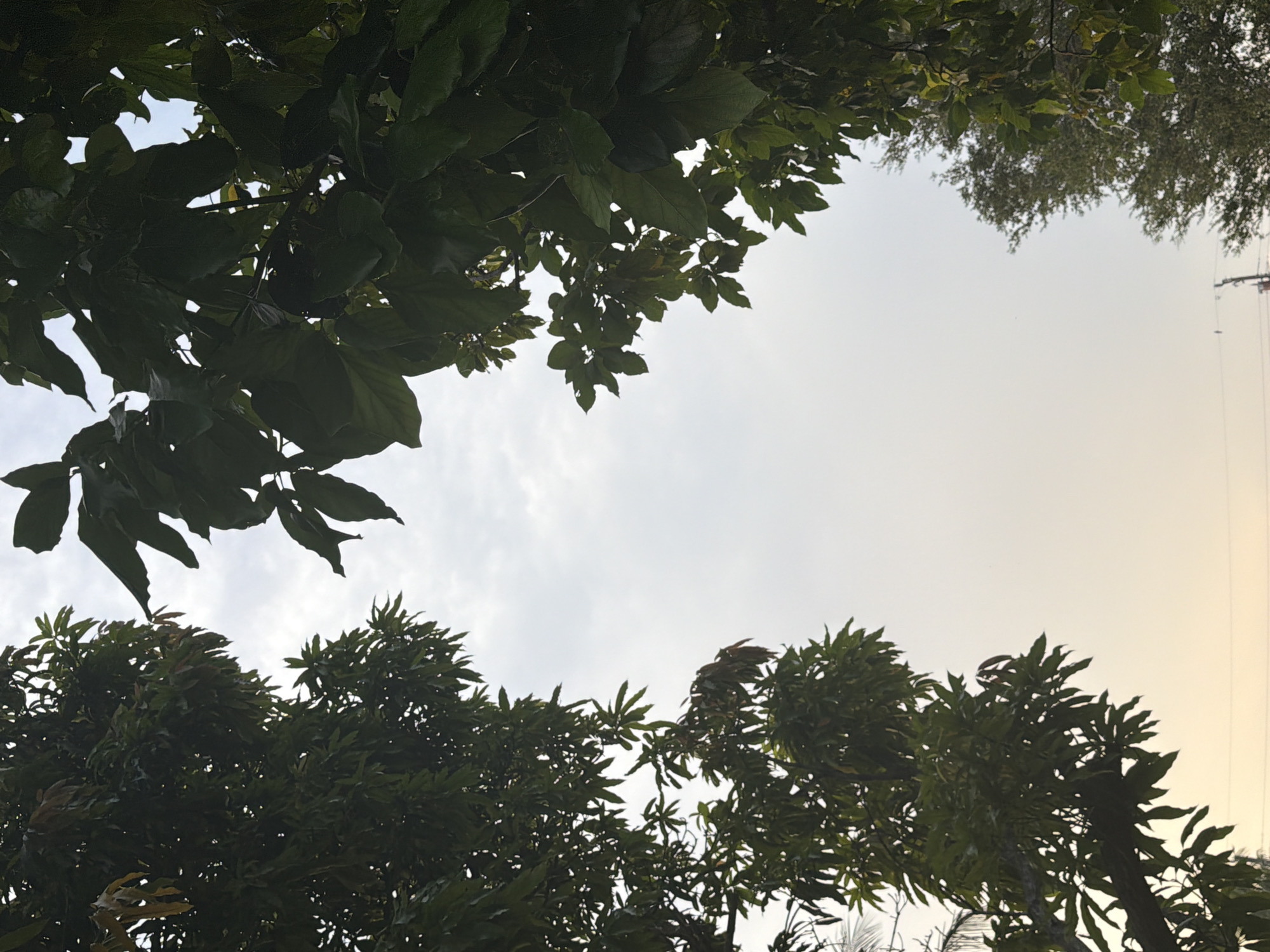 The image shows a view looking up through dense green foliage towards a hazy sky. Two large trees, one on the left and one on the right, frame the sky in the center. The tree on the left has smaller, elongated leaves, while the tree on the right has larger, broader leaves. In the lower right quadrant, a smaller, more distant tree with lighter green leaves is visible. In the far background at the bottom, there are faint indications of power lines and a pole, suggesting an urban or suburban environment. The sky is a pale, overcast white with a slight yellow tinge, hinting at either dawn or dusk. The overall impression is a snapshot of a natural scene within an otherwise developed area, possibly a park or residential street in Miami, Florida.