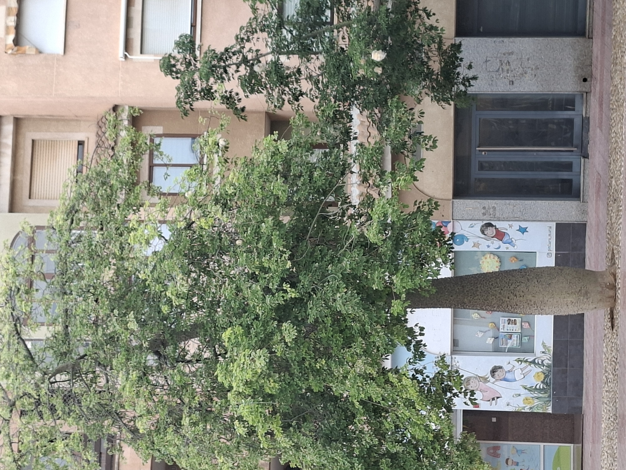 The image shows a street scene in Torrevieja, Spain, featuring a large tree with a bulbous trunk in the foreground. Behind the tree, a building with a salmon-colored facade is visible, with several windows, some featuring beige roll-down shutters. To the left of the tree, a section of a building facade displays a mural with cartoon depictions of children, balloons, and flowers. A gray double-door entrance is situated to the right of the mural. The ground is paved with reddish-brown rectangular bricks, interspersed with areas of small, light-colored pebbles. Another tree with lighter green foliage and visible white pods or fruit is situated to the right of the main tree, partially obscuring the building. The overall impression is an outdoor urban setting with elements of greenery and architectural features.