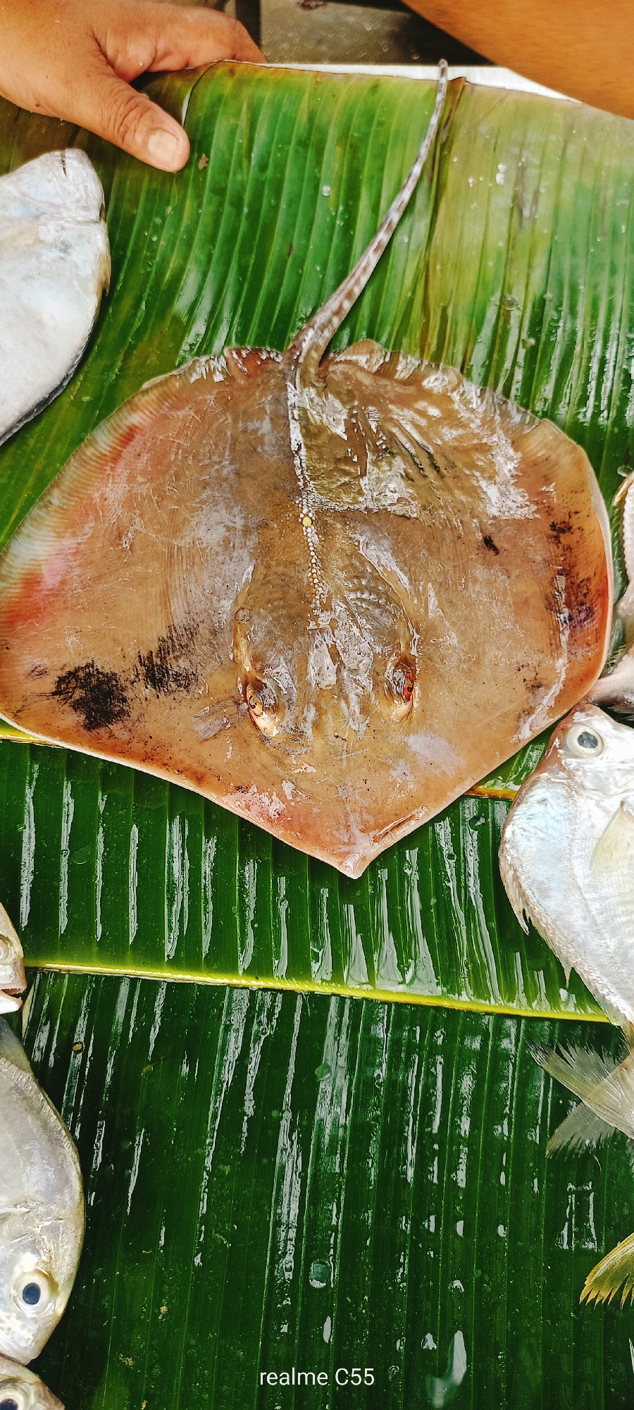 A stingray and several smaller fish are displayed on a bed of large, wet, green banana leaves. A human hand is visible in the upper left corner, resting on the leaves. The stingray is the largest subject, centrally positioned, with its tail extending upwards and to the right. The smaller fish are partially visible around the stingray, with their heads and bodies on the leaves. The leaves are ribbed and appear to be outdoors, possibly at a market. The water droplets on the leaves suggest a humid environment or recent washing of the produce. The scene is lit with natural light, casting soft shadows.