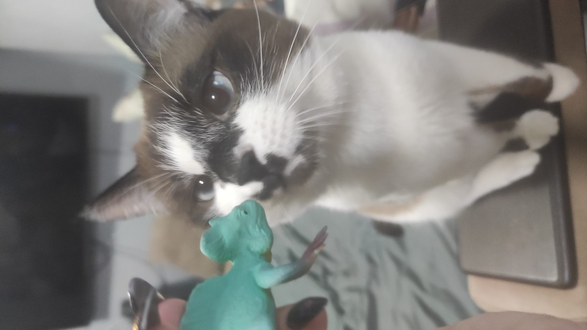 A close-up shot captures a brown and white cat looking down at a green plastic mouse toy. The toy is held by a person, visible only by their hand with dark nail polish. The background is blurred, revealing a hint of a room interior with a television on the left. The location is not determinable from the image.