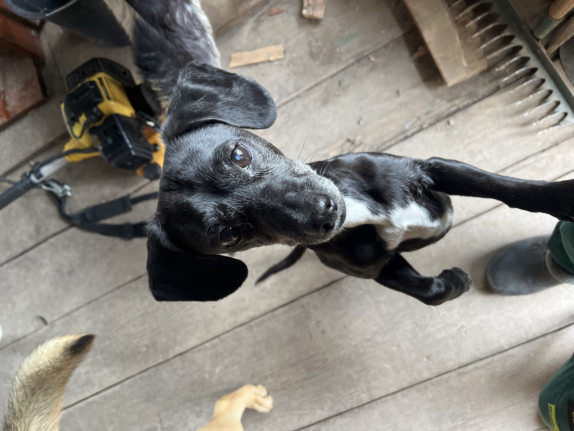 A black and white dog with floppy ears and wet nose is captured from a high angle, looking directly at the camera. The dog has dark fur on its head and back, with white fur visible on its chest and belly. Its eyes are dark and attentive.
The dog is positioned on a light-colored wooden floor or deck. In the background to the left, a yellow and black power tool, resembling a string trimmer or similar garden equipment, is partially visible. Further back, another dog's shaggy, dark fur can be seen. To the right of the main dog, a rake or a tool with multiple tines is partially visible on the wooden surface.
At the bottom left of the frame, a light-colored, furry paw of another dog is visible. Another light-colored paw is seen near the bottom center. On the right, a dark gray shoe or boot and a piece of green fabric (possibly clothing) are partially visible, suggesting a person is standing nearby.
The scene appears to be set during daylight, possibly indoors or on a covered outdoor area, given the natural light and wooden floor. The overall impression is a casual, domestic, or working environment in Nizhny Tagil, Russia, with multiple dogs and tools present. No discernible text is visible in the image.