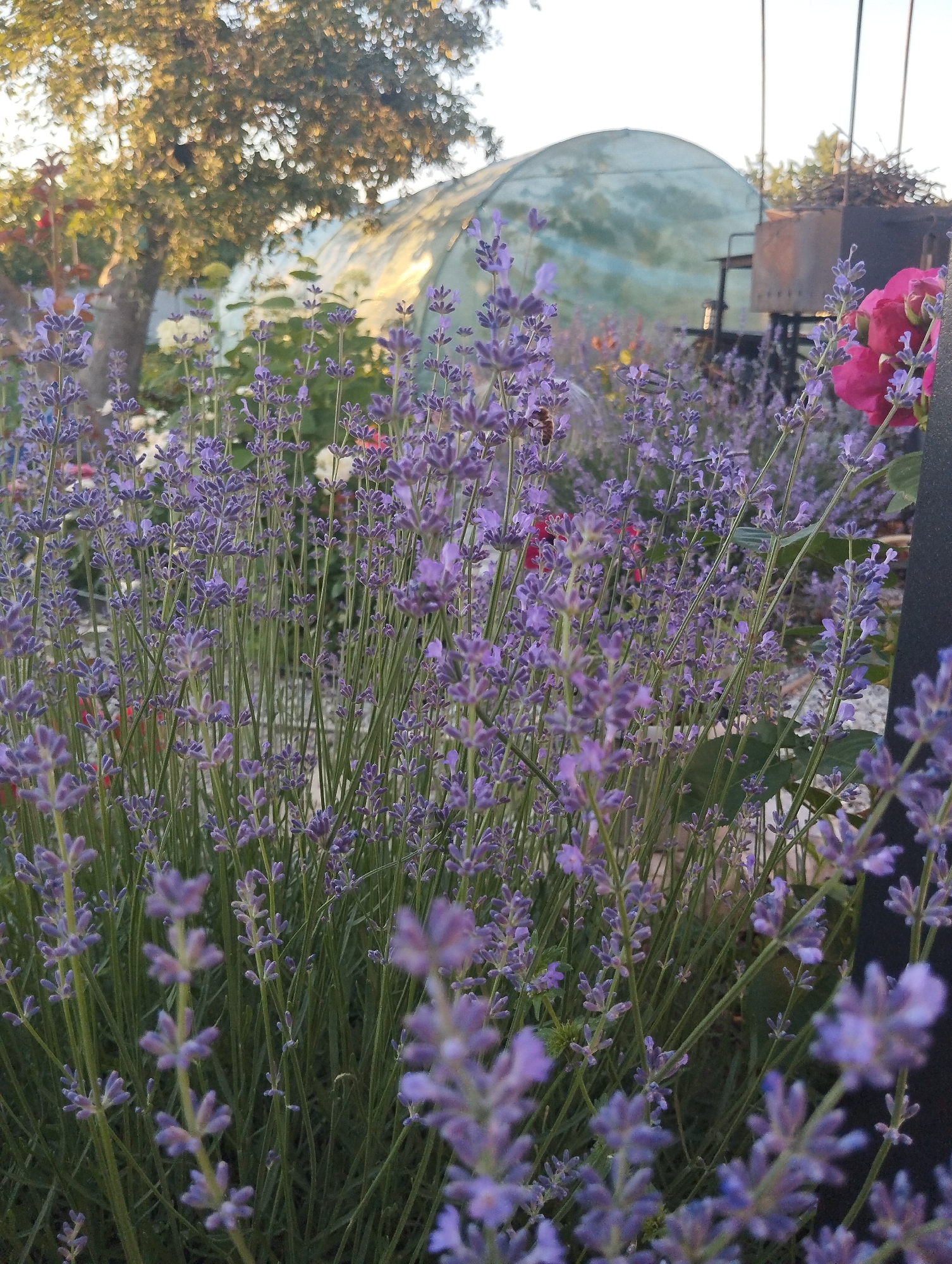 This is a close-up, eye-level, outdoor, daylight photograph featuring a patch of blooming lavender in what appears to be a garden or park setting. The lavender plants, with their purple flower spikes and green stems, are the dominant element in the foreground, with many stalks extending upwards and outwards. In the mid-ground, a large, round, pale green or white greenhouse or dome structure is visible, partially obscured by trees. Behind the greenhouse, a dark metal object that could be a grill or incinerator is present, along with a pile of wood or debris. A tree with golden-tinged leaves is located to the left, with its branches extending into the upper left corner. A single pink rose bloom is visible on the right side of the image, also in the mid-ground. The background consists of a bright, possibly late afternoon, sky. There are no people or animals clearly depicted in the image, though a small bee is visible on one of the lavender stalks in the mid-left portion of the frame. The scene is consistent with a garden area, possibly in a rural or semi-rural part of Dnipro, Ukraine, given the presence of agricultural or horticultural structures.
