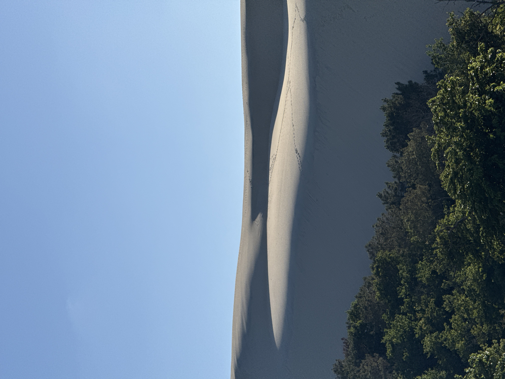 The image shows a large sand dune under a clear blue sky. The dune has smooth, undulating contours and is marked by shadows cast by its curves. There are visible animal tracks on the surface of the sand. In the foreground, a dense line of green trees forms the bottom edge of the frame. This scene depicts the Dune du Pilat, a prominent sand dune located on the coast of the Arcachon Bay in La Teste-de-Buch, France.