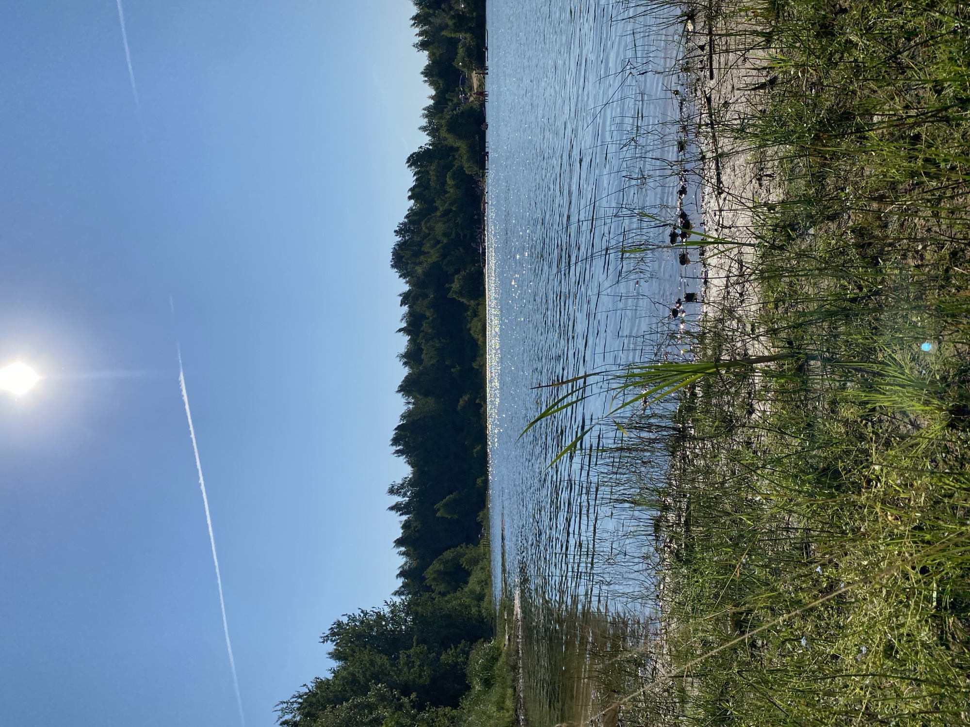 The image depicts a sunny day at a lake, possibly the lake in Krasnaya Gorka, Russia. The sky is a clear blue with the sun positioned high and slightly to the left, casting a bright glare on the water. A thin white contrail stretches across the sky from the upper left to the middle right. The lake is calm with gentle ripples reflecting the sunlight. Along the shoreline, lush green grass and reeds grow, with a sandy patch visible in the foreground. In the distance, a dense line of trees forms the backdrop to the lake. Several people are visible along the far shore, some near the water and others on a wooden structure extending into the lake, suggesting recreational activity.