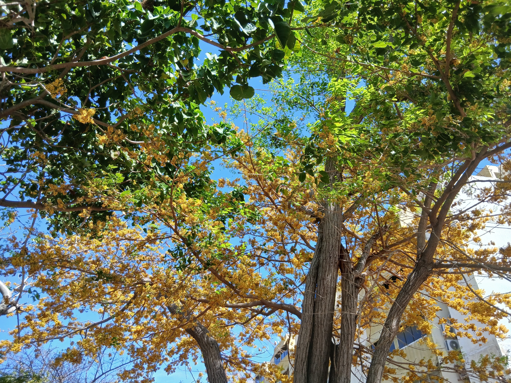 The image shows a view looking up into trees with green and yellow foliage against a clear blue sky. Some trees appear to be in bloom with small yellow flowers. The trunks of the trees are visible, with rough, grey bark. Parts of a light-colored building are visible through the branches on the right side of the image. It is taken in Altagracia, Venezuela.