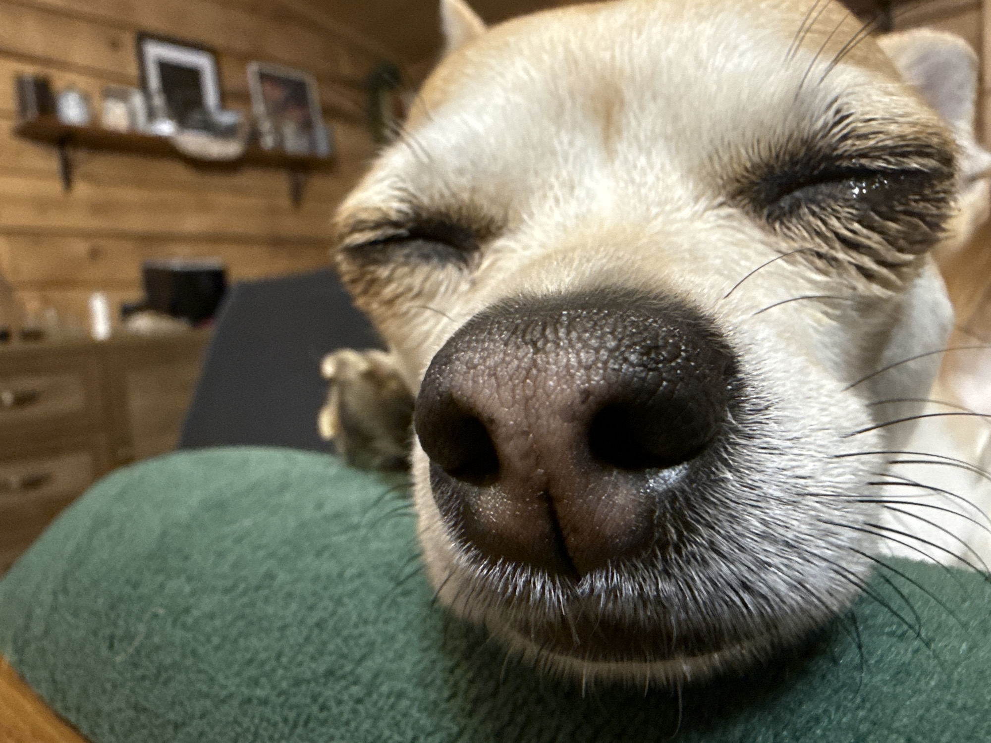 A close-up shot of a tan and white chihuahua with a black nose and closed eyes rests on a green, fuzzy surface. The dog's whiskers are prominent. The background includes a blurred wooden wall, a shelf with items, and a dark-colored piece of furniture. There is no indication of the city of Ralevo, Bulgaria.