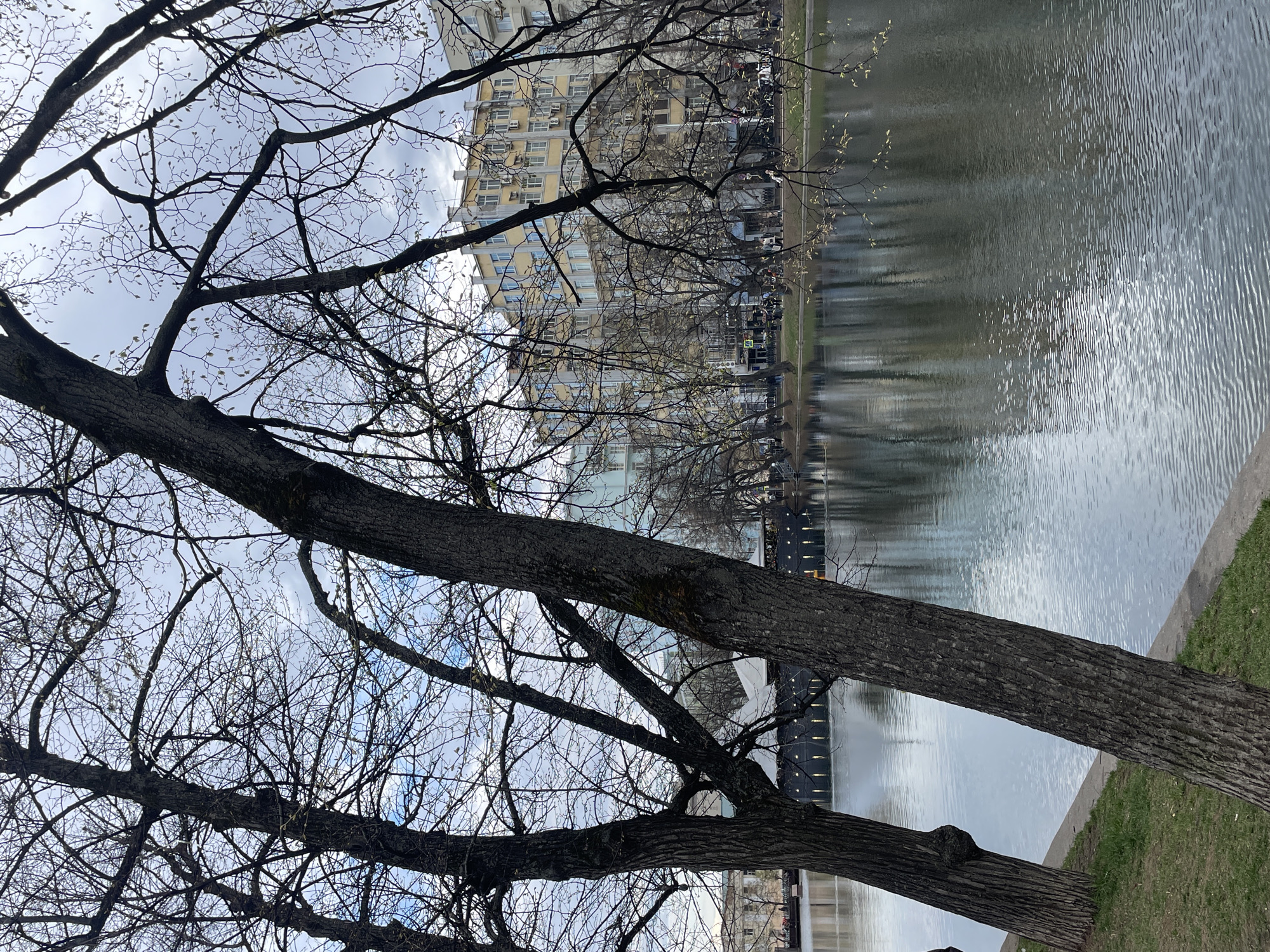The image shows a view of the Chistye Prudy (Clean Ponds) in Moscow, Russia. The foreground is dominated by a tree with bare branches, obscuring parts of the scene. In the background, a large body of water, likely one of the Clean Ponds, is visible with ripples on the surface. On the opposite bank, a multi-story building with numerous windows can be seen. The sky is overcast with a mix of clouds. Other bare trees line the bank between the building and the pond. The overall atmosphere suggests a cool or early spring day.
