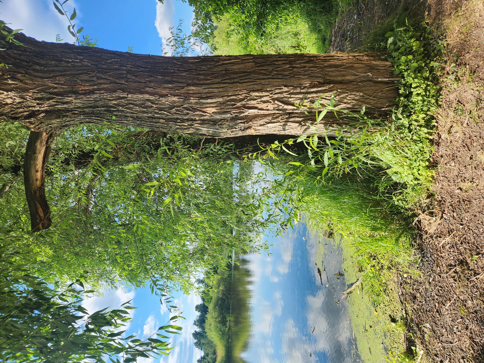 The image depicts a tranquil natural scene in Vniissok, Russia. The primary subjects are a large tree trunk, lush green foliage, and a body of water. The tree trunk lies horizontally across the foreground, its rough bark textured and aged. From its branches, vibrant green leaves cascade down, some reaching towards the water's surface.
The scene is set by a calm river or pond, its surface reflecting the clear blue sky with scattered white clouds. The water is edged with thick green grass and other low-lying plants, suggesting a marshy or overgrown bank. On the right side of the image, a dirt path or bank is visible, covered in dry leaves and twigs.
The time of day appears to be daytime, likely late morning or early afternoon, given the bright sunlight casting shadows and illuminating the scene. The weather seems pleasant and clear, with a bright blue sky. The overall impression is one of peace and natural beauty, with no human presence or activity evident. The location cues, such as the vegetation and the style of the tree, are consistent with a rural or natural setting in Russia. No visible text is present in the image.