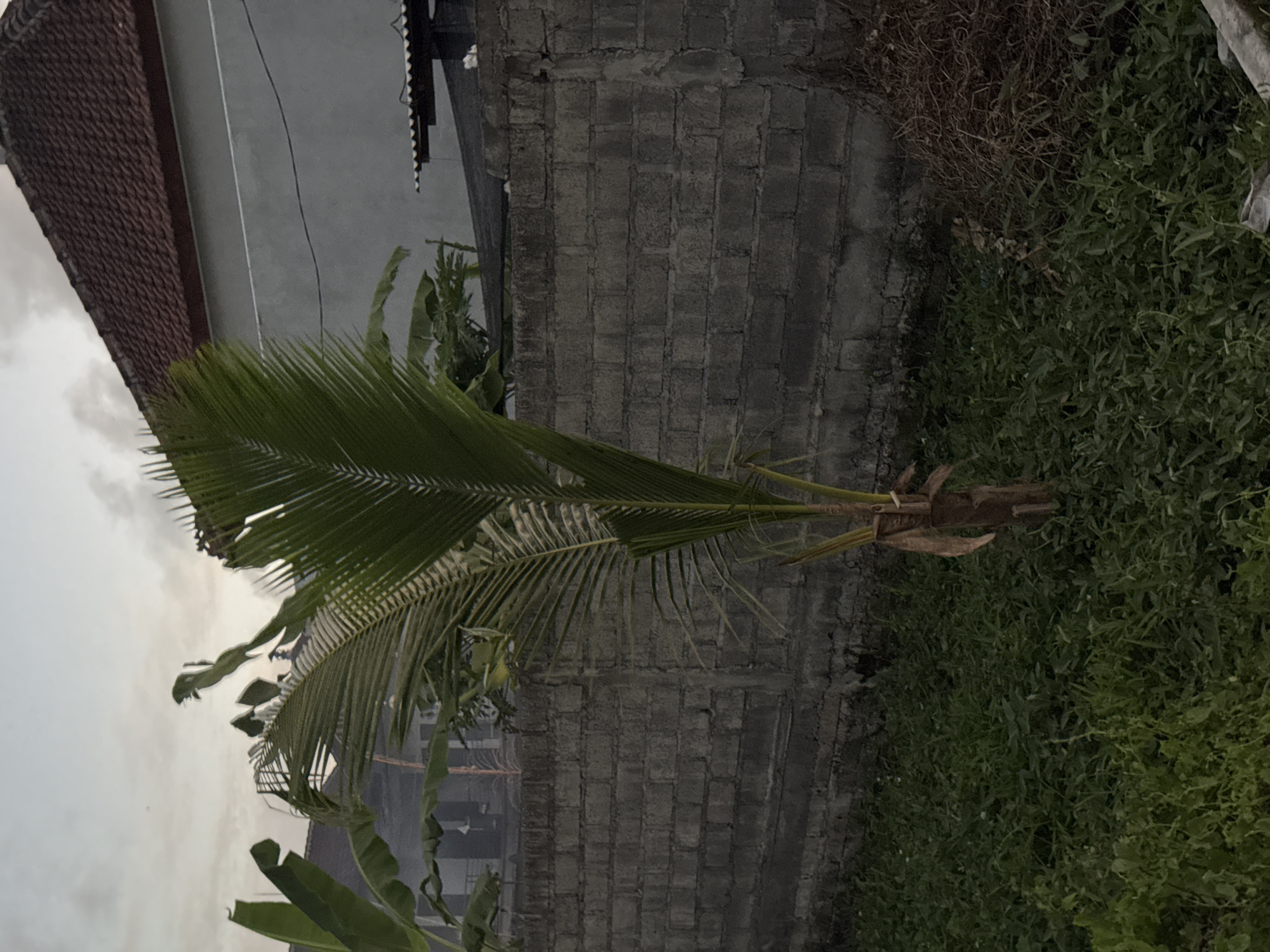 This media file captures an outdoor scene in Sukawati, Indonesia, with a focus on a small coconut tree in the foreground. The tree's fronds are predominantly green, with some appearing dried and brown. A rustic, weathered trunk is visible. To the left of the tree, a red-tiled roof of a building is prominent, suggesting a residential or traditional structure. Behind the coconut tree, a grey brick wall forms a backdrop, showing signs of age and wear. To the right of the wall, a dense patch of green vegetation thrives, creating a contrast with the man-made structures.
The sky above is overcast, indicating a cloudy or potentially rainy day. The lighting is diffused and appears to be late afternoon or early evening, given the softness of the shadows. The overall atmosphere is quiet and serene, with no people or active events depicted. The scene appears to be a typical residential backyard or side yard in a tropical or subtropical climate. No text is visible in the image.