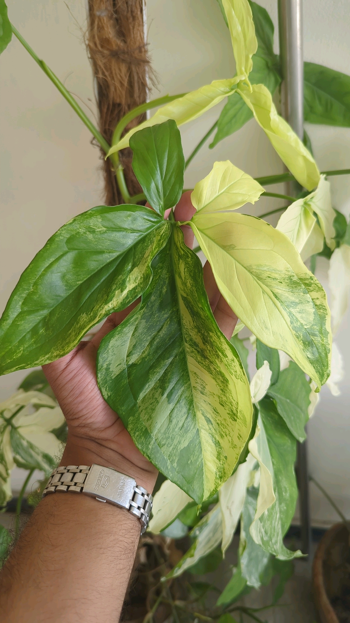 In Wah Model Town Phase 1, Pakistan, a person's left arm, adorned with a silver Seiko watch, is holding up several large, variegated leaves of a Syngonium plant. The leaves display a mix of deep green and creamy yellow patches. The plant is climbing a coir-covered pole, with new, pale yellow leaves unfurling at the top. In the background, out of focus, other Syngonium leaves and a metal pole are visible.