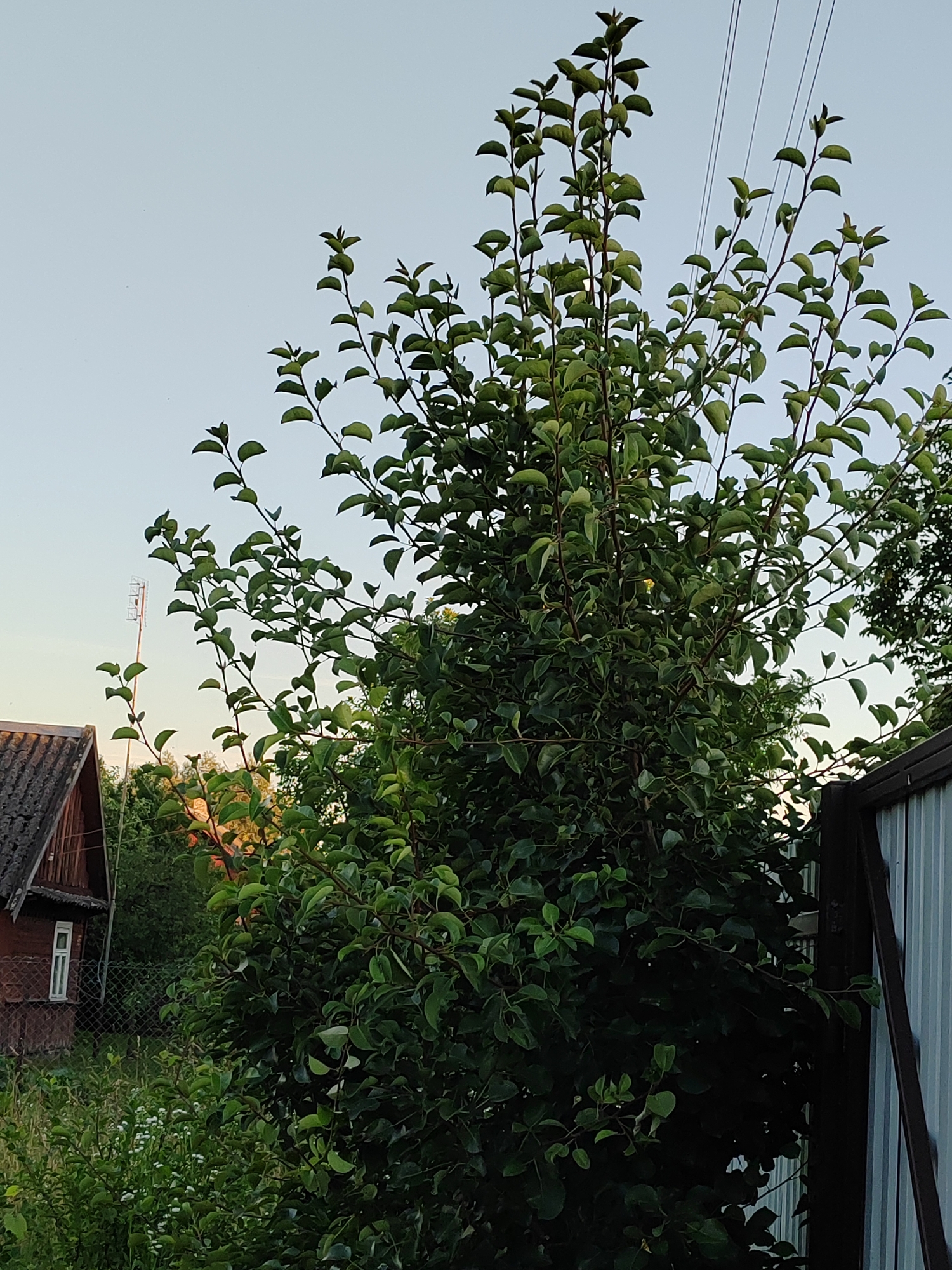 The image depicts a lush green tree in the foreground, its branches extending towards a pale blue sky. Power lines are visible crisscrossing the upper portion of the frame. To the left, a rustic wooden house with a dark roof and a small white-framed window is partially obscured by foliage and a wire fence. The house appears to be situated in a rural or semi-rural setting, suggested by the presence of a tall, slender antenna-like structure in the distance and the overall natural environment. On the right side of the image, a portion of a metal fence with vertical corrugated panels is visible. The lighting suggests it is either early morning or late evening, with the sun casting a warm glow on some of the leaves and the side of the house. The location is identified as Воўчынскі сельскі Савет, Belarus.