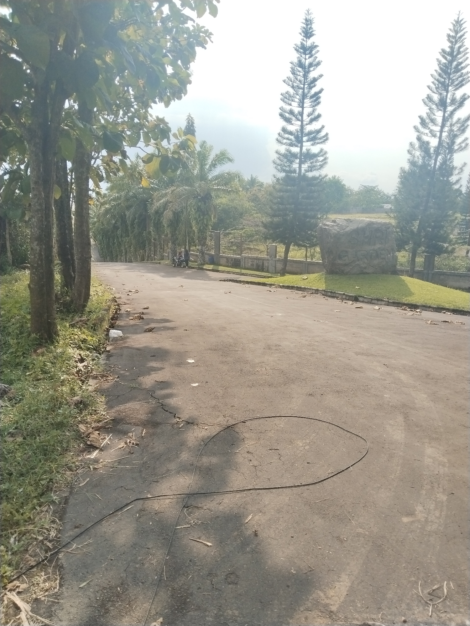 This image captures a sunlit outdoor scene along a paved road in Tohkuning, Indonesia, likely leading to or through a garden area. The road, which shows some cracks and debris like fallen leaves and a dark cable or hose snaked across the foreground, curves gently into the distance.
On the left side of the road, several trees with broad leaves stand alongside a grassy verge, casting long shadows. Further down the road on the left, rows of palm trees are visible. In the mid-ground, a motorcycle with two individuals is seen on the road, heading away from the viewer.
To the right of the road, a landscaped grassy slope features a large, light-colored boulder. Carved into this boulder, the text "SHIN GARDEN" is visible, suggesting the name of the location. Behind the boulder and further to the right, several tall, slender coniferous trees (resembling pines) frame the background. The sky is bright and hazy, with distant hills or mountains faintly discernible. The bright sunlight and noticeable shadows indicate it is daytime, possibly morning or late afternoon. The scene appears tranquil and natural.