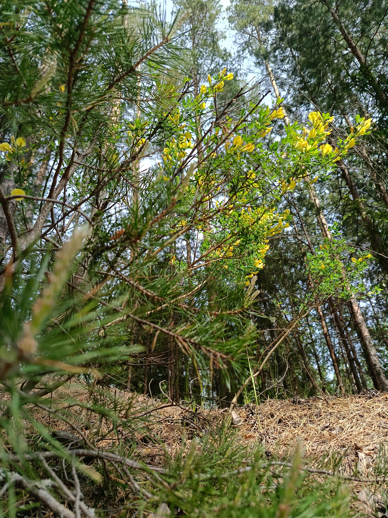 The image presents a low-angle view within a forest environment, specifically in Chaikovsky, Russia. Dominant features include pine needles covering the ground, interspersed with young grasses and twigs. Several evergreen trees are visible, some with vibrant yellow flowers blooming amidst the green foliage. Taller trees form the backdrop, extending upwards towards a sky partially visible through the canopy. The lighting suggests daylight conditions, casting varying degrees of shadow and illumination across the scene.