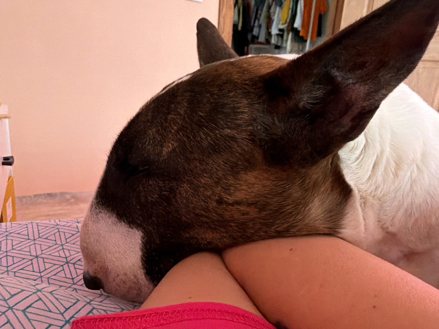 An intimate close-up shot captures a Bull Terrier dog resting its head on a person's limb, likely an arm or leg, in an indoor setting in Chaikovsky, Russia. The dog has closed eyes, suggesting it is asleep or deeply relaxed. Its fur is a mix of brown brindle on the head and ears, and white on its muzzle and body. The distinctive pointy ears are visible, standing upright.
The human's skin is visible, and they are wearing a bright pink garment, possibly a t-shirt or shorts. The dog's head is nestled comfortably against the person's limb, conveying a sense of companionship and peace.
The foreground features a light blue and white bedsheet with a geometric pattern. In the background, a plain light peach-colored wall is visible, with a glimpse of an open closet or wardrobe containing various colored clothes on hangers, indicating a domestic environment, likely a bedroom. The lighting is soft, creating a calm and serene atmosphere. There is no visible text in the image.
