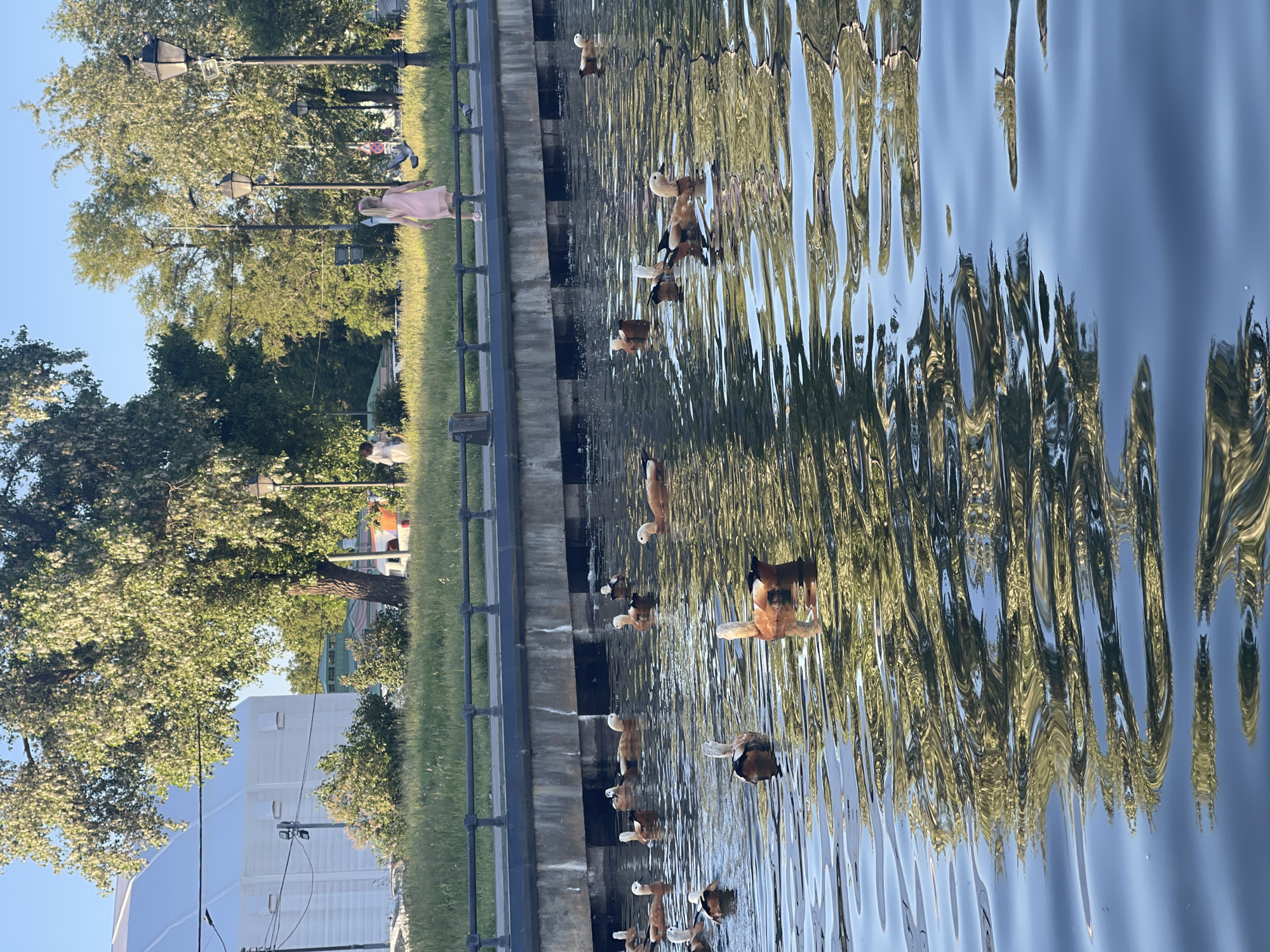 A daytime image captures a park or waterfront scene in the city of Unknown, Unknown. The foreground features a body of water, likely a canal or pond, containing approximately 15-20 Ruddy Shelducks (Tadorna ferruginea), identifiable by their orange-brown bodies and pale heads, swimming amidst gentle ripples that reflect the blue sky and surrounding foliage. A dark grey metal railing separates the water from a light grey concrete embankment, which exhibits recessed sections along its length. Above the embankment, a strip of green grass borders a paved path. A young girl with blonde hair, wearing a pink dress, walks on this path, facing away from the viewer and slightly right, observing several pigeons on the ground and one in flight. To the left, another individual in white is partially visible on the path. The background is dominated by numerous green deciduous trees, some displaying white blossoms or seeds, and dark-poled street lamps. A large white tent-like building with a ridged roof stands prominently on the far left background, with other structures visible through the trees. The clear, light blue sky indicates bright, sunny weather.