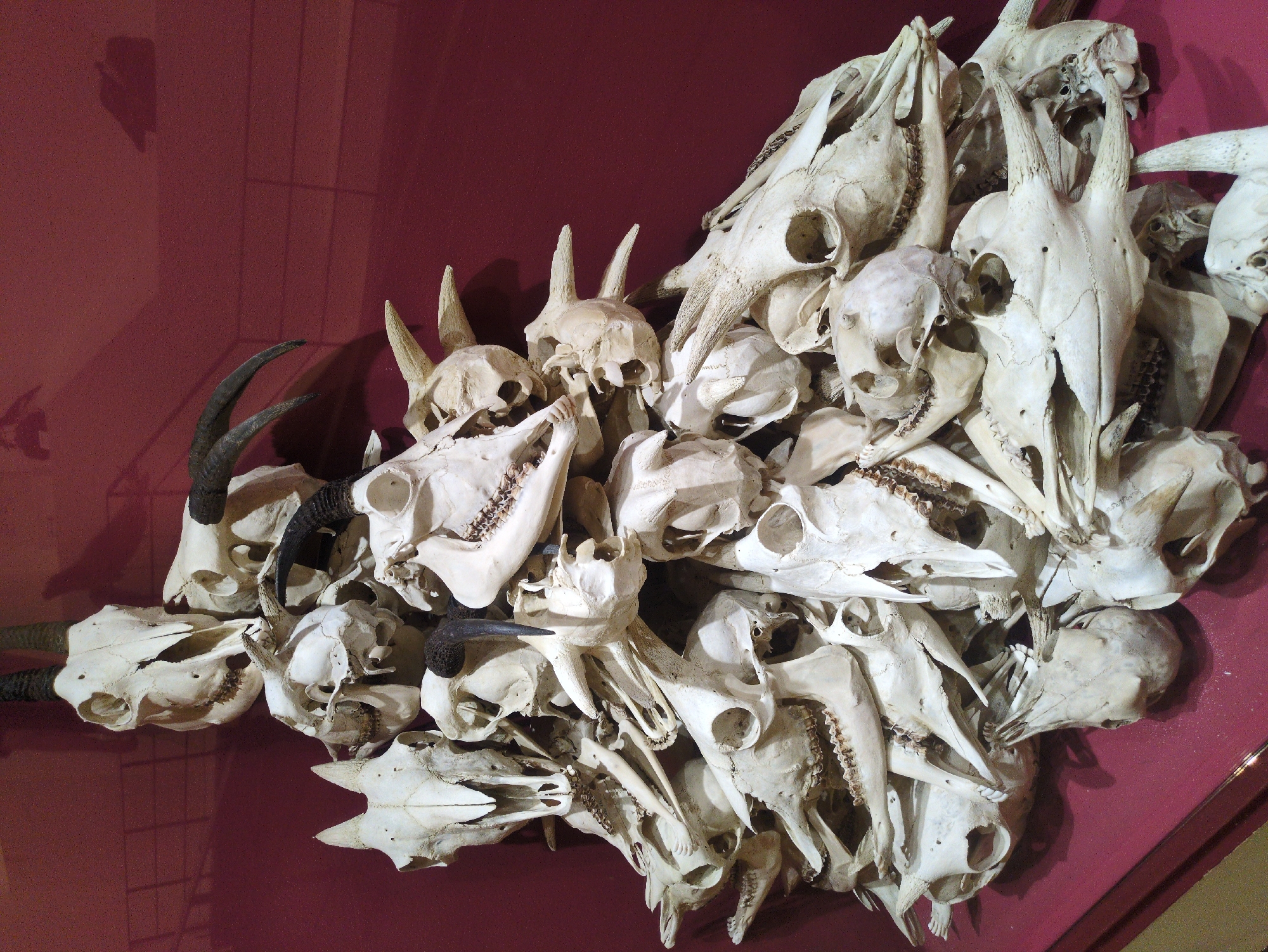 The image shows a pile of animal skulls, primarily white, stacked on a maroon-colored surface. Some of the skulls have horns. The location of the image is Daejeon, South Korea.