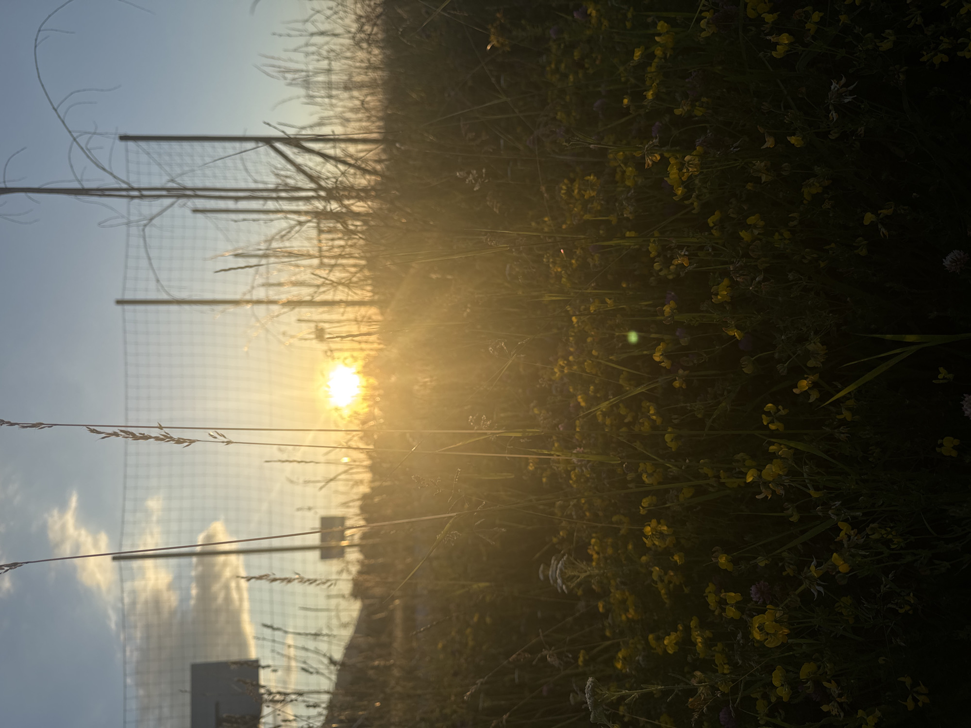 The image captures a low-angle view of a field of wildflowers and tall grasses bathed in the warm, golden light of a setting sun. The sun is positioned in the upper center of the frame, partially obscured by tall stalks of grass, casting lens flares and rays of light across the scene. In the background, a chain-link fence is visible, with what appears to be a basketball hoop or backboard to the left. The sky is a clear blue, with a few wispy clouds on the left side. The foreground is dominated by a dense carpet of small yellow wildflowers, interspersed with green grass and darker foliage. The overall impression is one of a natural, perhaps slightly wild, outdoor setting at dusk, possibly a park or an undeveloped area within or on the outskirts of Sofia, Bulgaria. There are no people or animals present in the image.