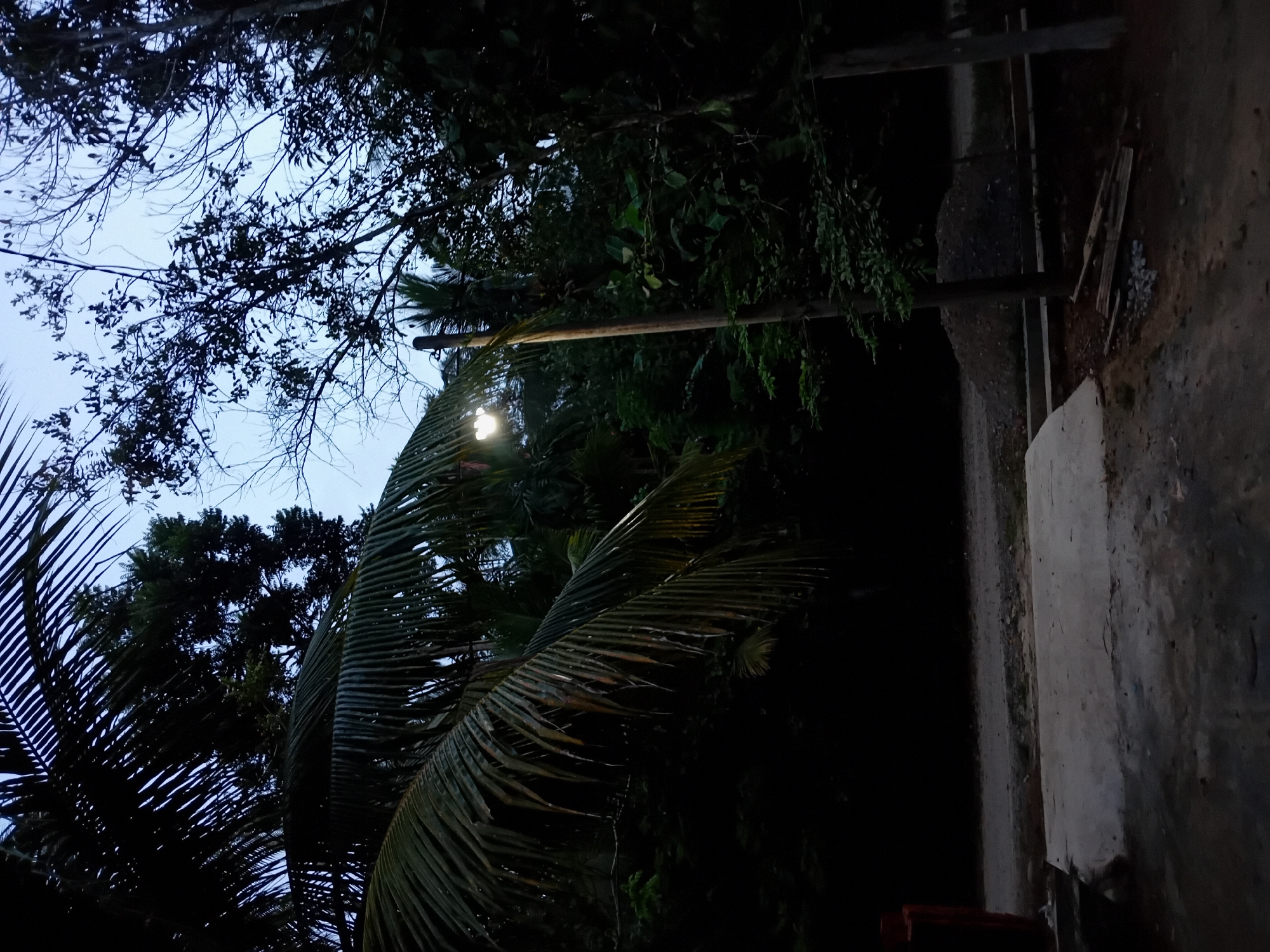 In Aluebuya, Indonesia, a scene unfolds under a twilight sky, dominated by the dark silhouettes of palm fronds and dense foliage. A wooden lamppost stands prominently, its light illuminating a small portion of the surrounding vegetation. The ground is a mix of dirt, gravel, and a concrete slab, suggesting an outdoor area that is under development or maintenance. A pile of dirt and some discarded wooden planks are visible near the lamppost. The overall atmosphere is dark and somewhat rural, with the natural elements taking precedence over man-made structures.