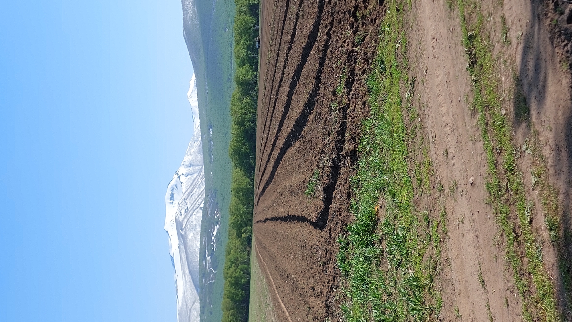 The image depicts a rural landscape under a clear blue sky. In the foreground, a freshly plowed field stretches towards the horizon, showing distinct furrows of dark brown soil. The edges of the field are bordered by green grass and some sprouting vegetation. Beyond the field, a dense line of green trees forms a natural barrier. In the background, majestic mountains, their peaks still capped with snow, rise against the sky. The overall scene suggests a location in a northern region, likely experiencing the transition from spring to summer. The absence of any visible structures or infrastructure, apart from a distant vehicle in the field, points to a remote agricultural area. The image evokes a sense of tranquility and natural beauty, characteristic of the Russian countryside.